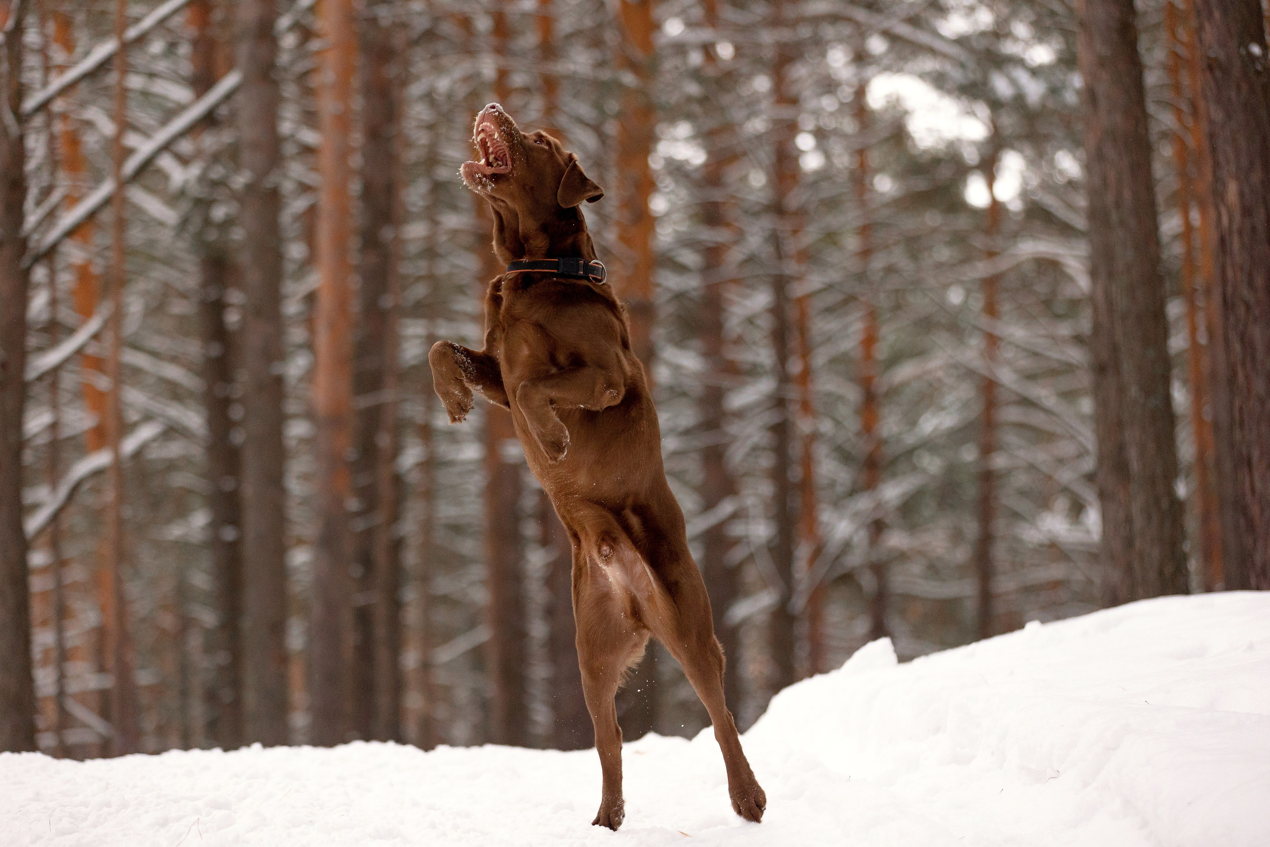 Собаки. Конный фотограф Валынкина Лера
