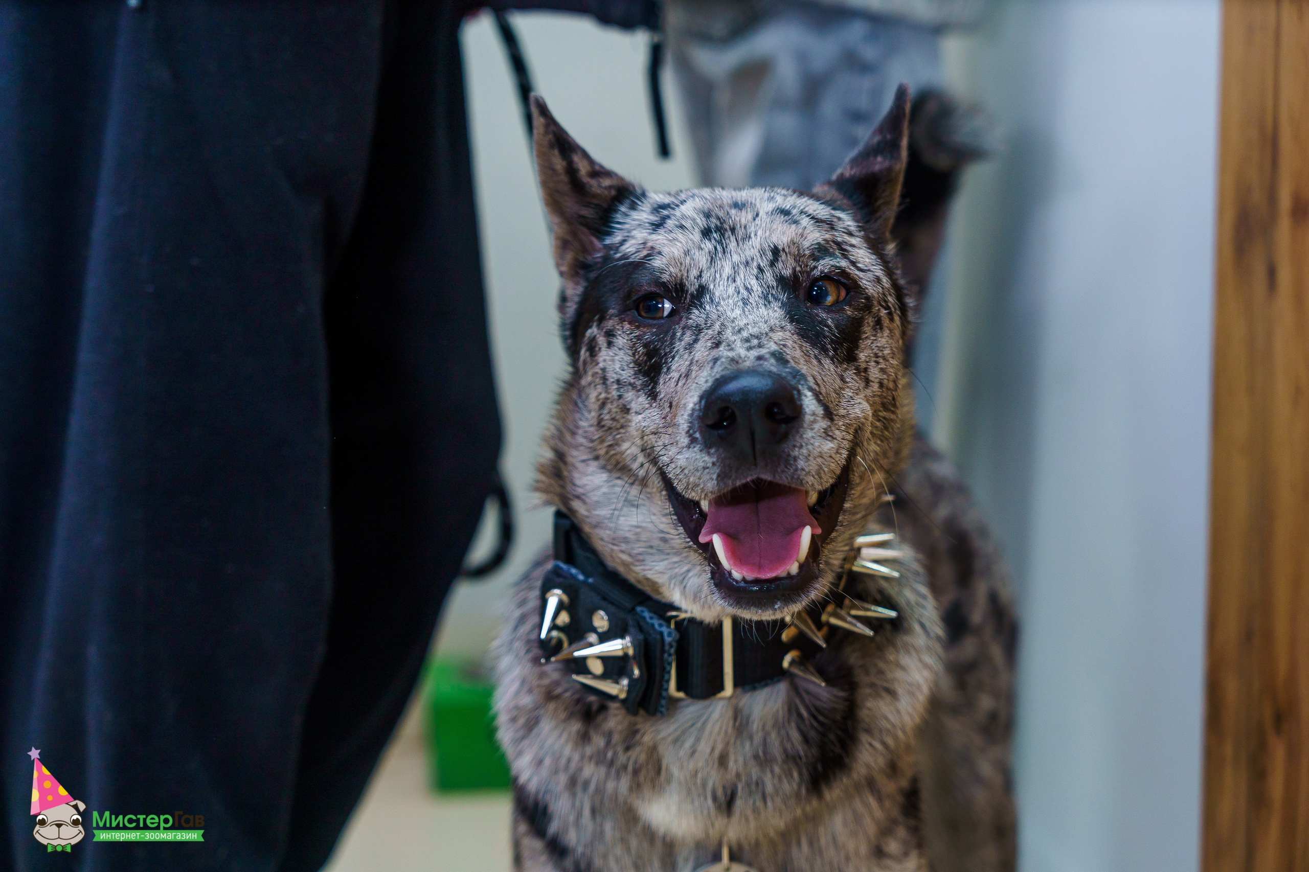 Мистер Гав -13 лет!. Фотограф Челябинск · Ольга Серебрякова