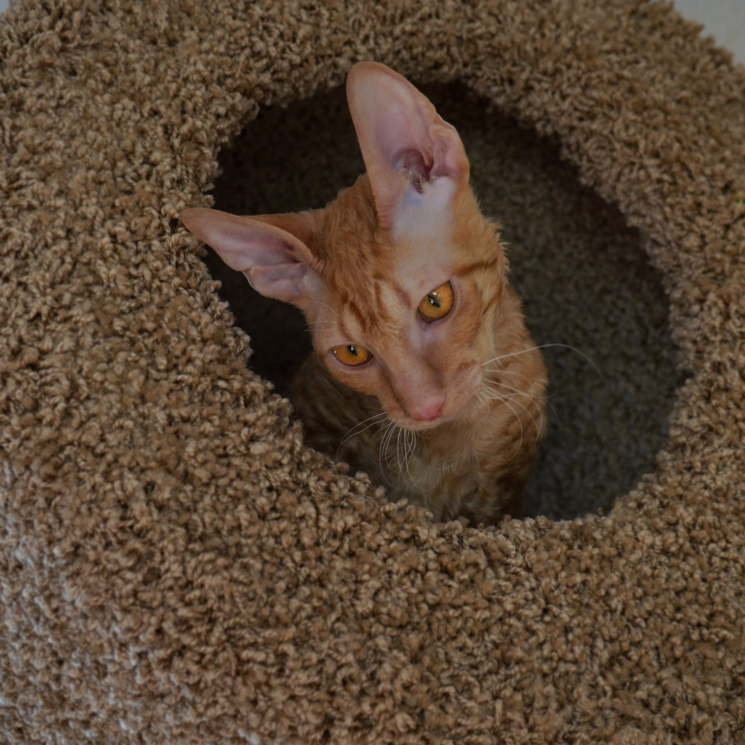 Фотосессии Пушистиков. Фотограф в Санкт-Петербурге Виктория Барышникова