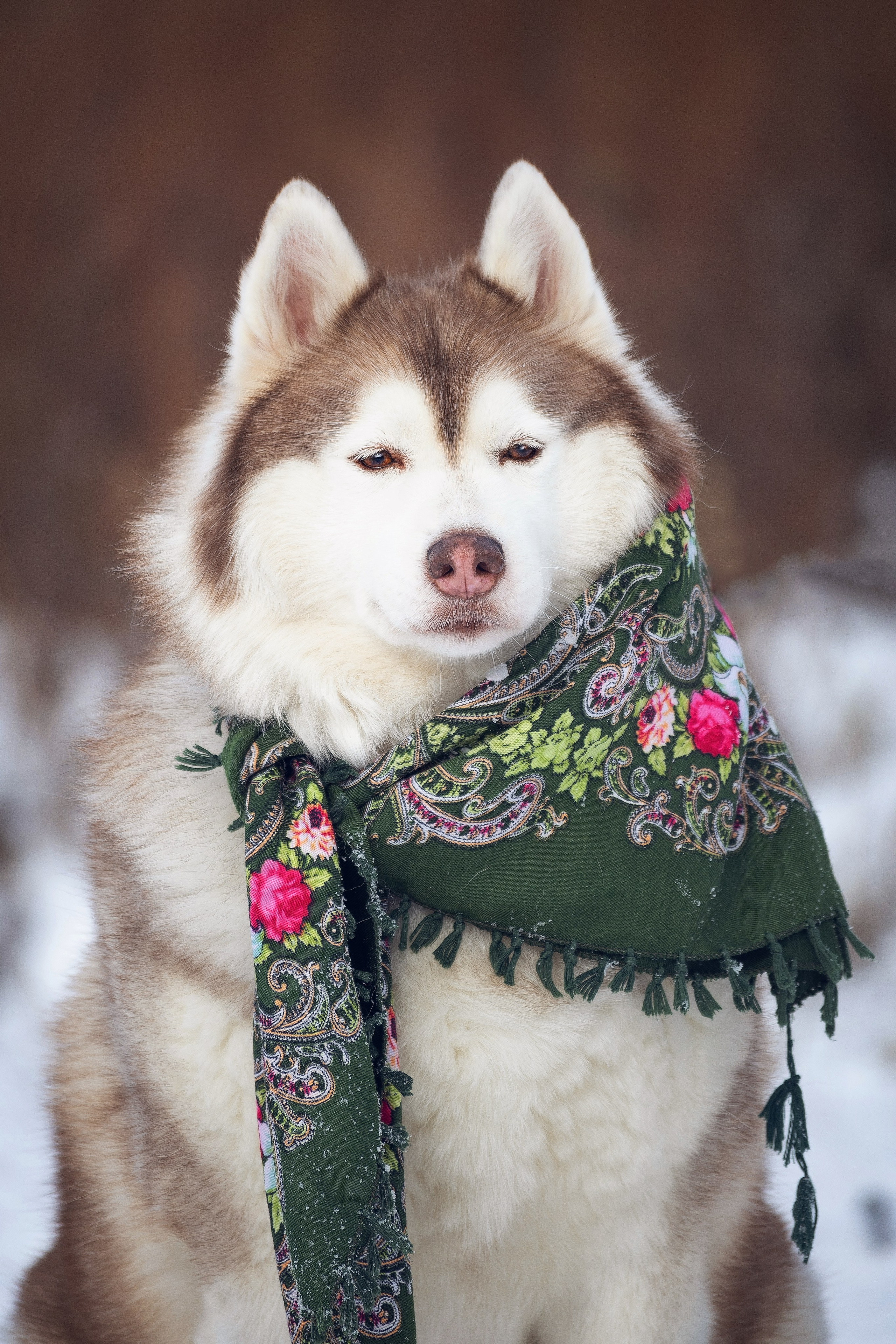 Собаки на улице. Slavilada-Лапки. Свет. Любовь… Профессиональная фотосессия питомцев Для памяти, пристройства и продажи. Хабаровск
