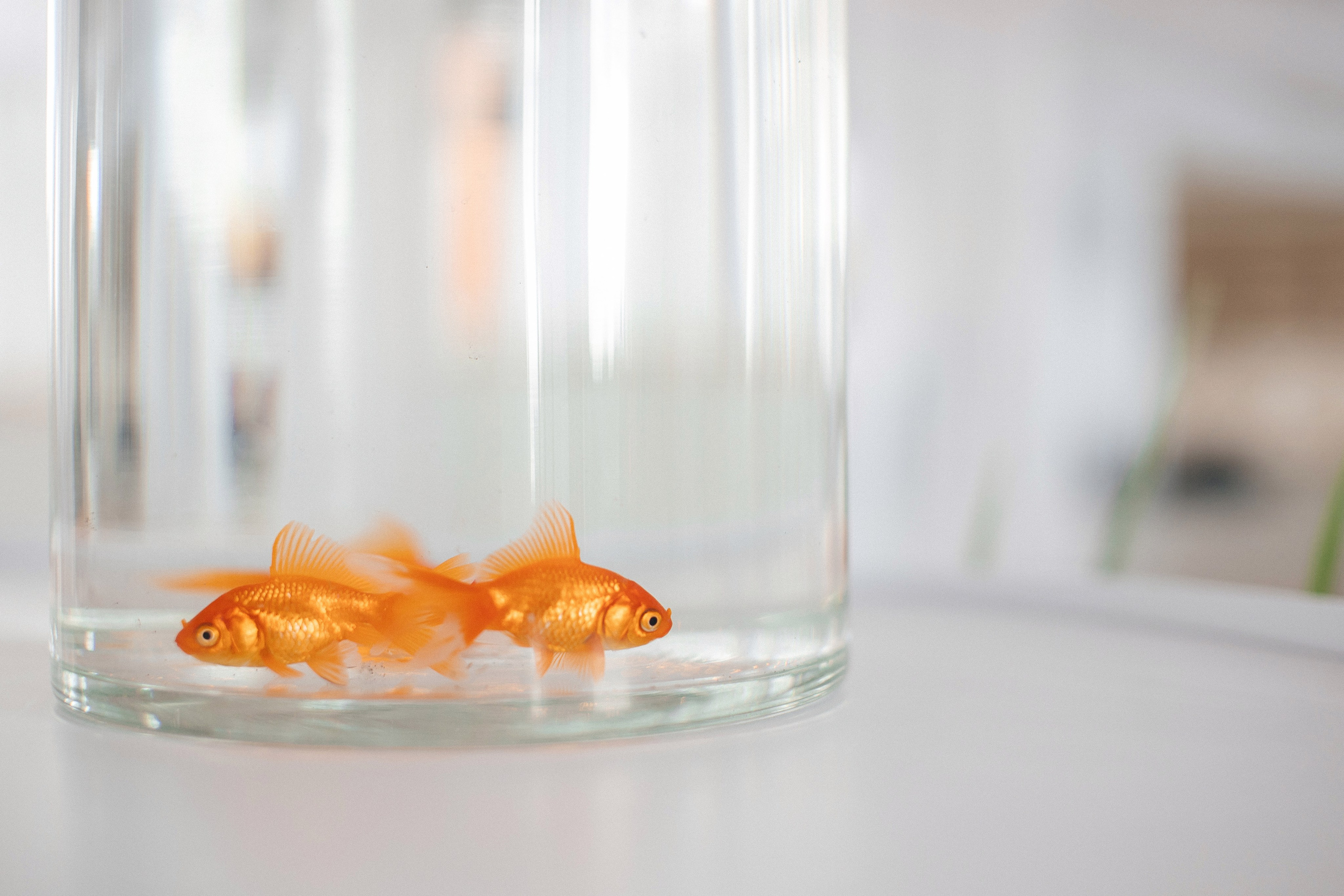 Юлианна и Михаил. Огонь и Вода. Свадебный и семейный фотограф