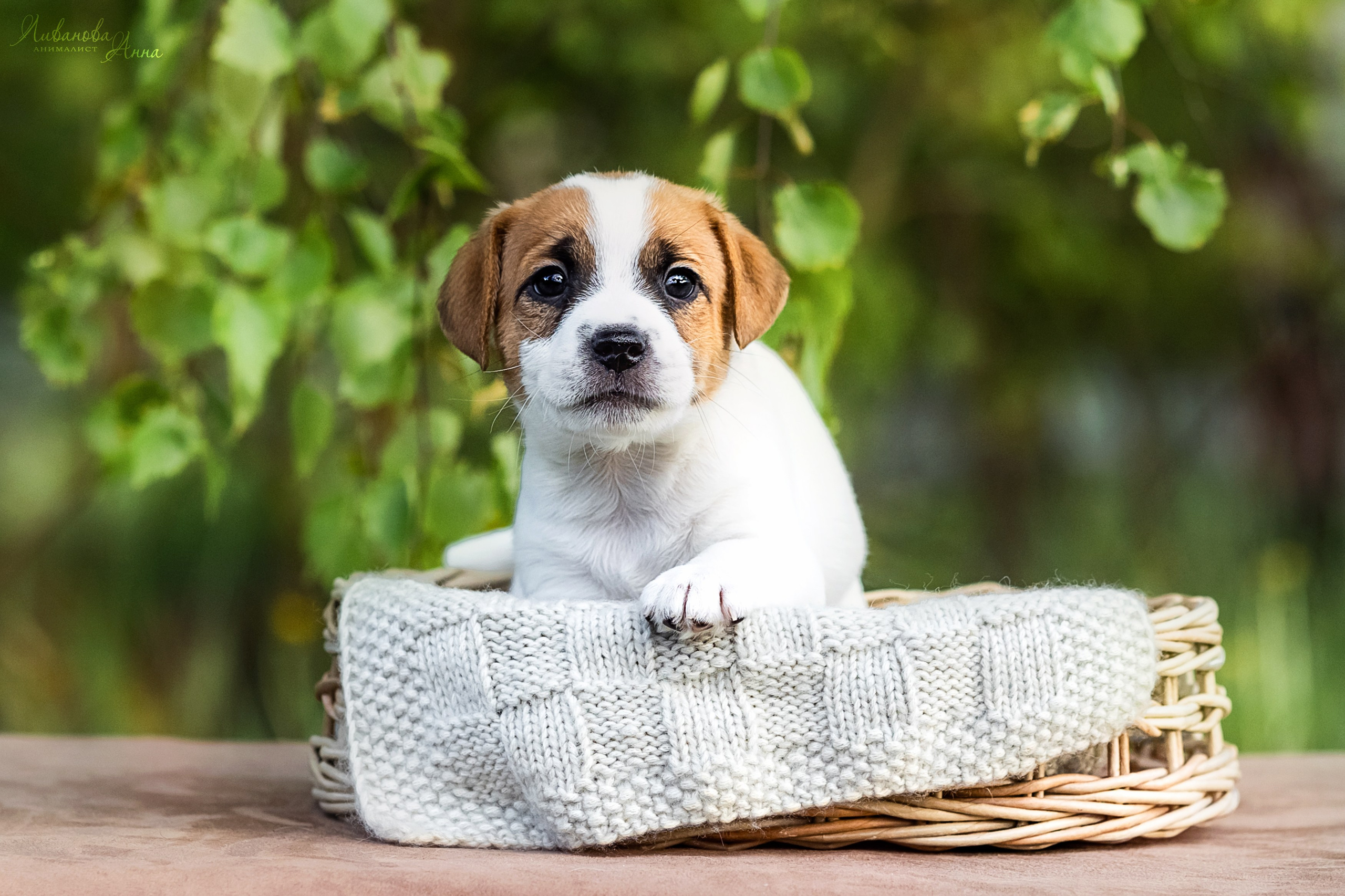 Джеки. Фотограф анималист Аня Ливанова | Рыбинск