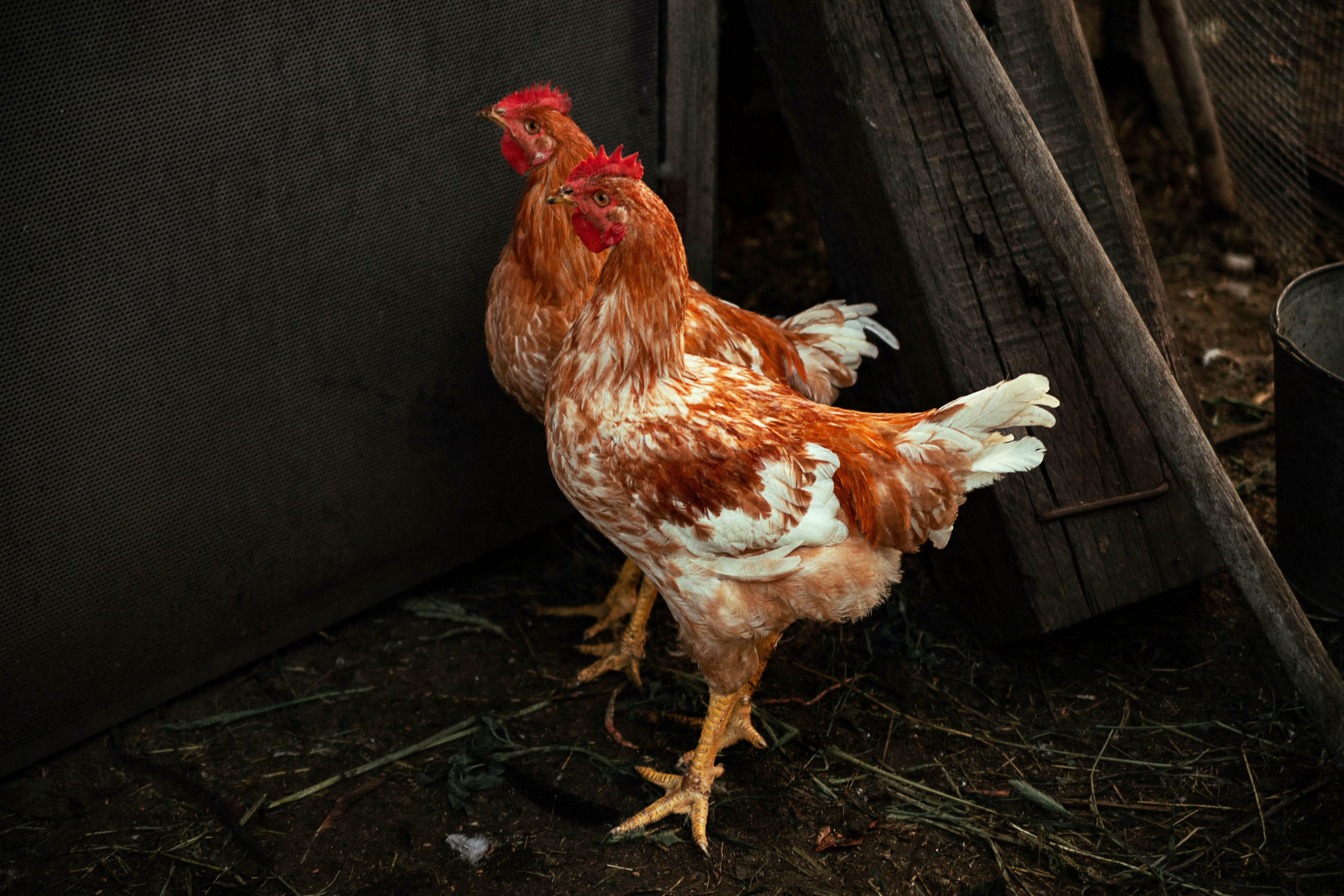 Саша Простошоу. Фотограф Александр Закадычный | Таганрог