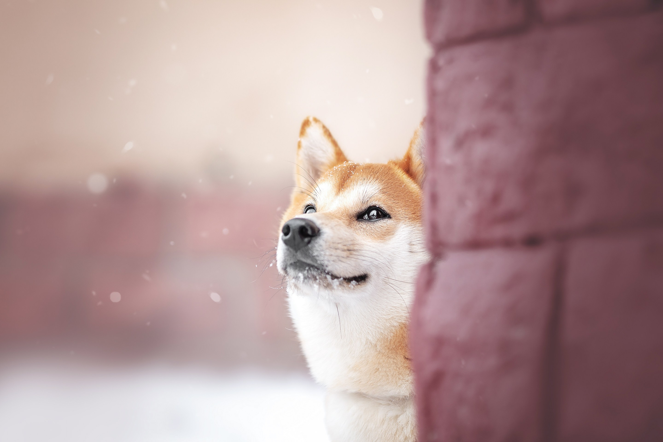 Сабуру. Фотограф анималист Осипчикова Мария