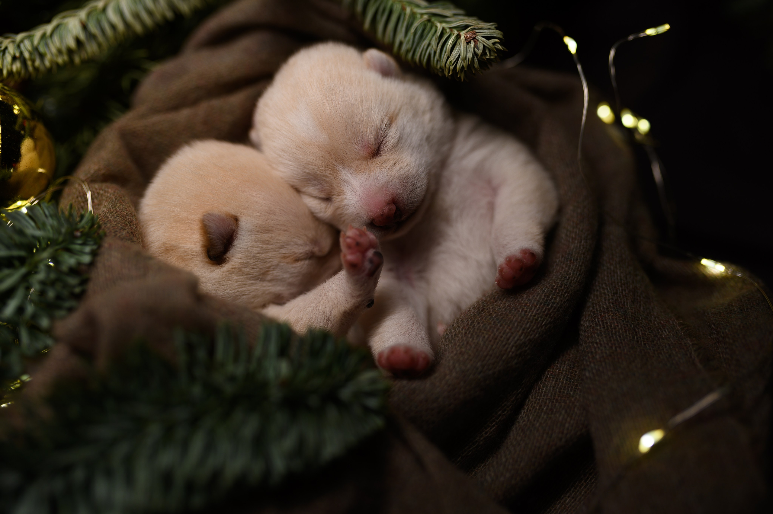 Мамесиба. Фотограф анималист в Москве Ольга Агушева