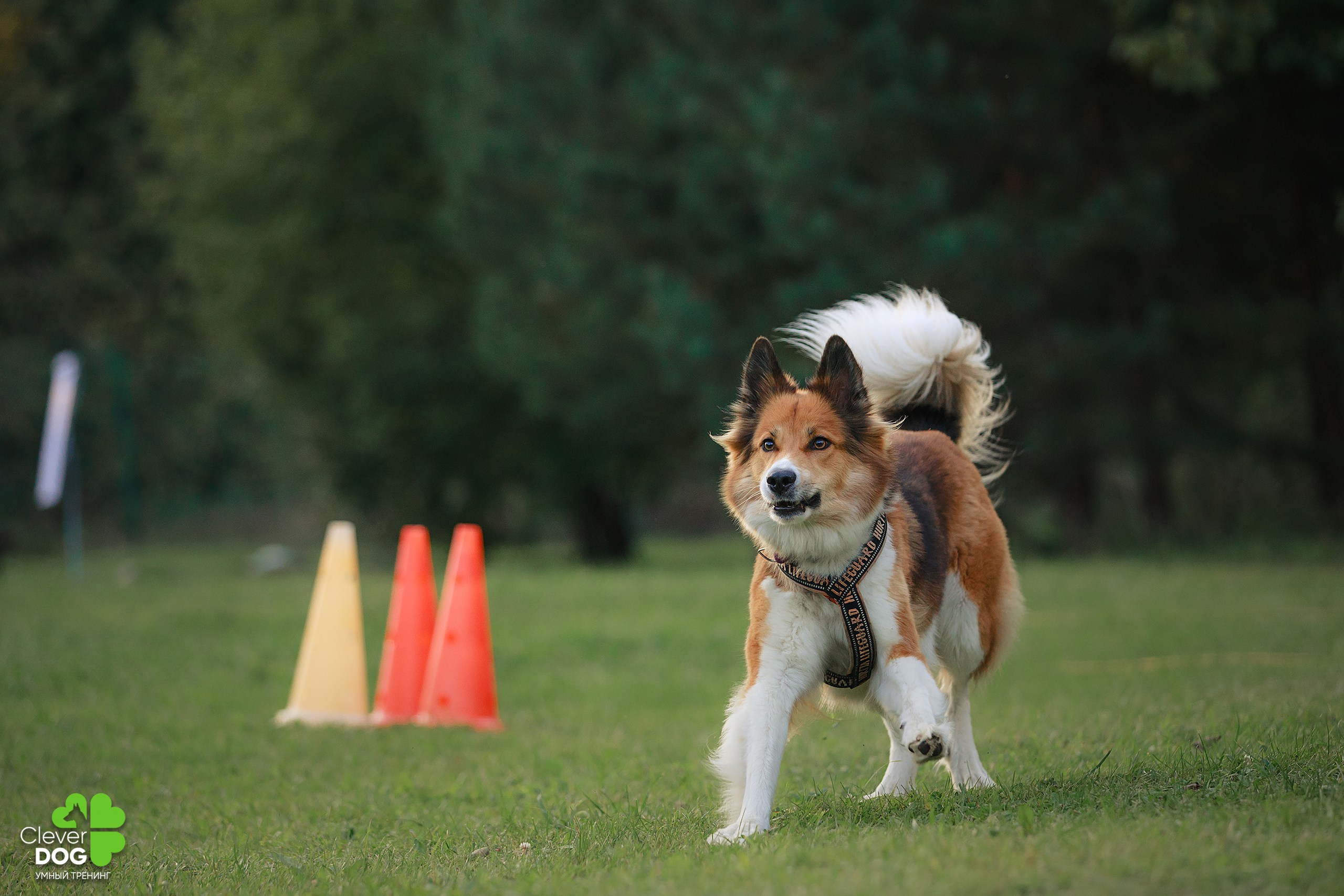 Кинологический лагерь CleverDog, 2024. Фотограф-анималист Mary Mart — Москва, Питер