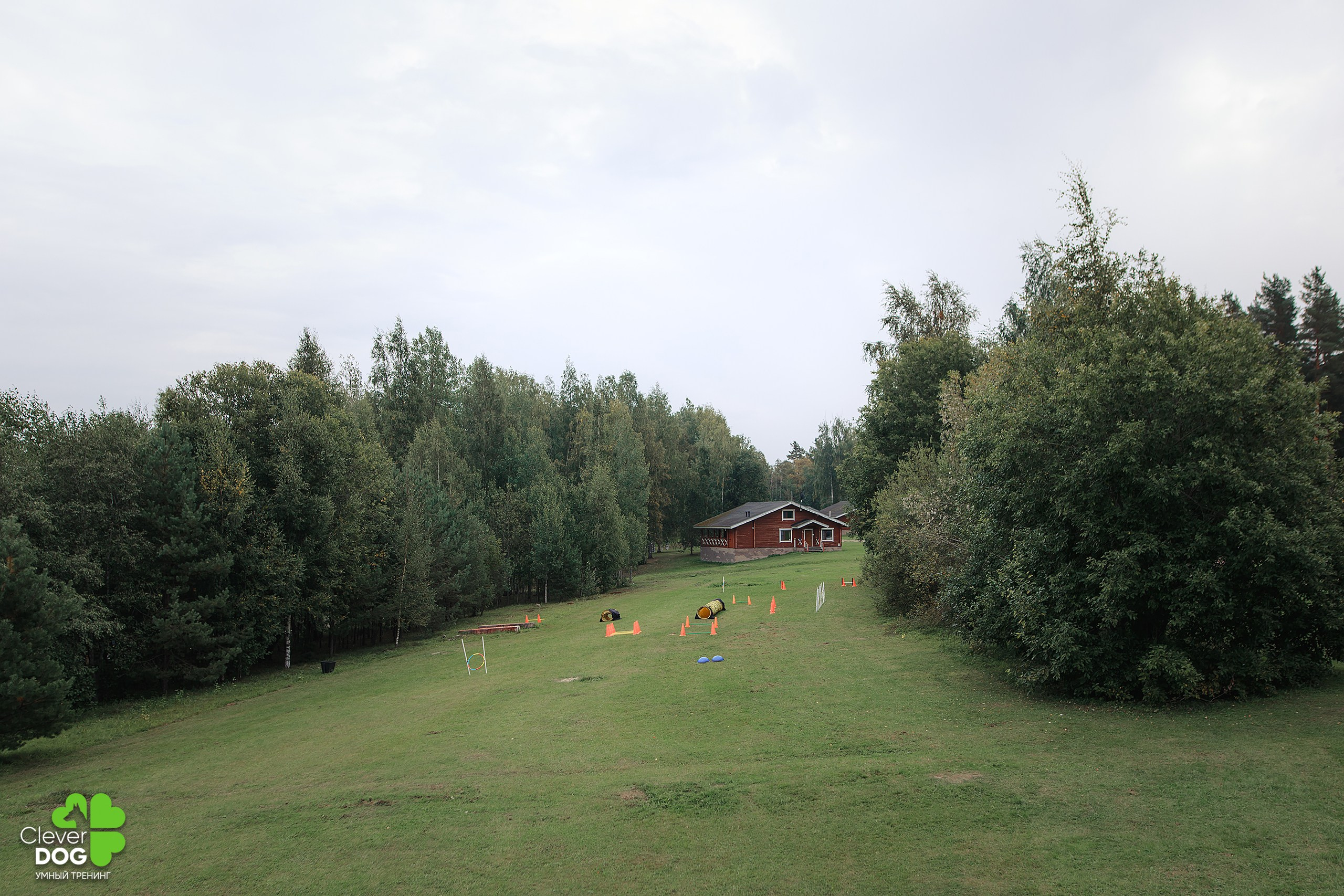 Кинологический лагерь CleverDog, 2024. Фотограф-анималист Mary Mart — Москва, Питер
