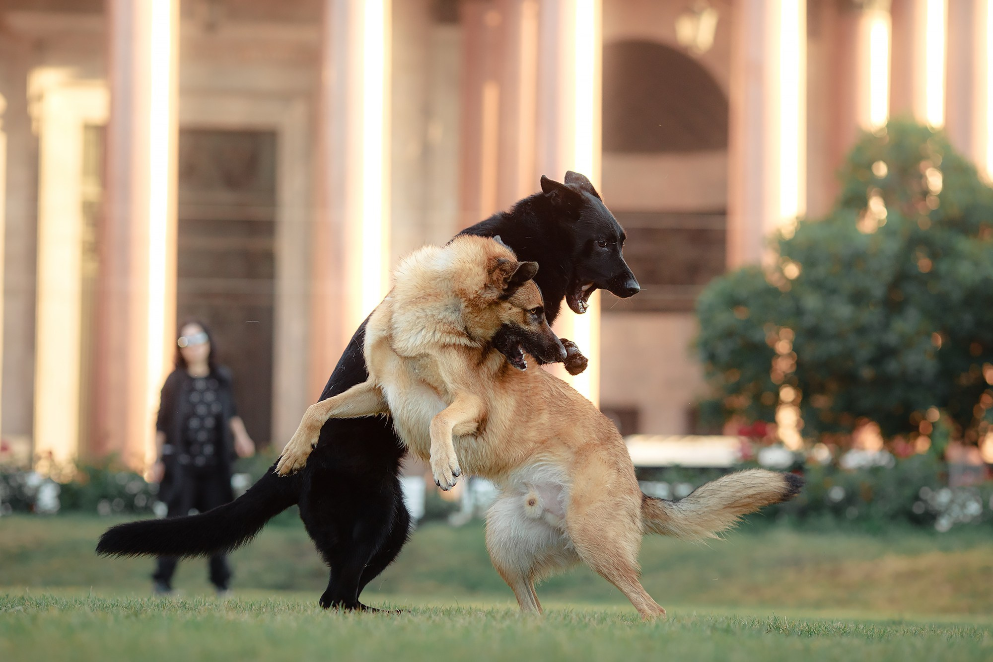 Алена, Кай и Мара. Фотограф-анималист Mary Mart — Москва, Питер