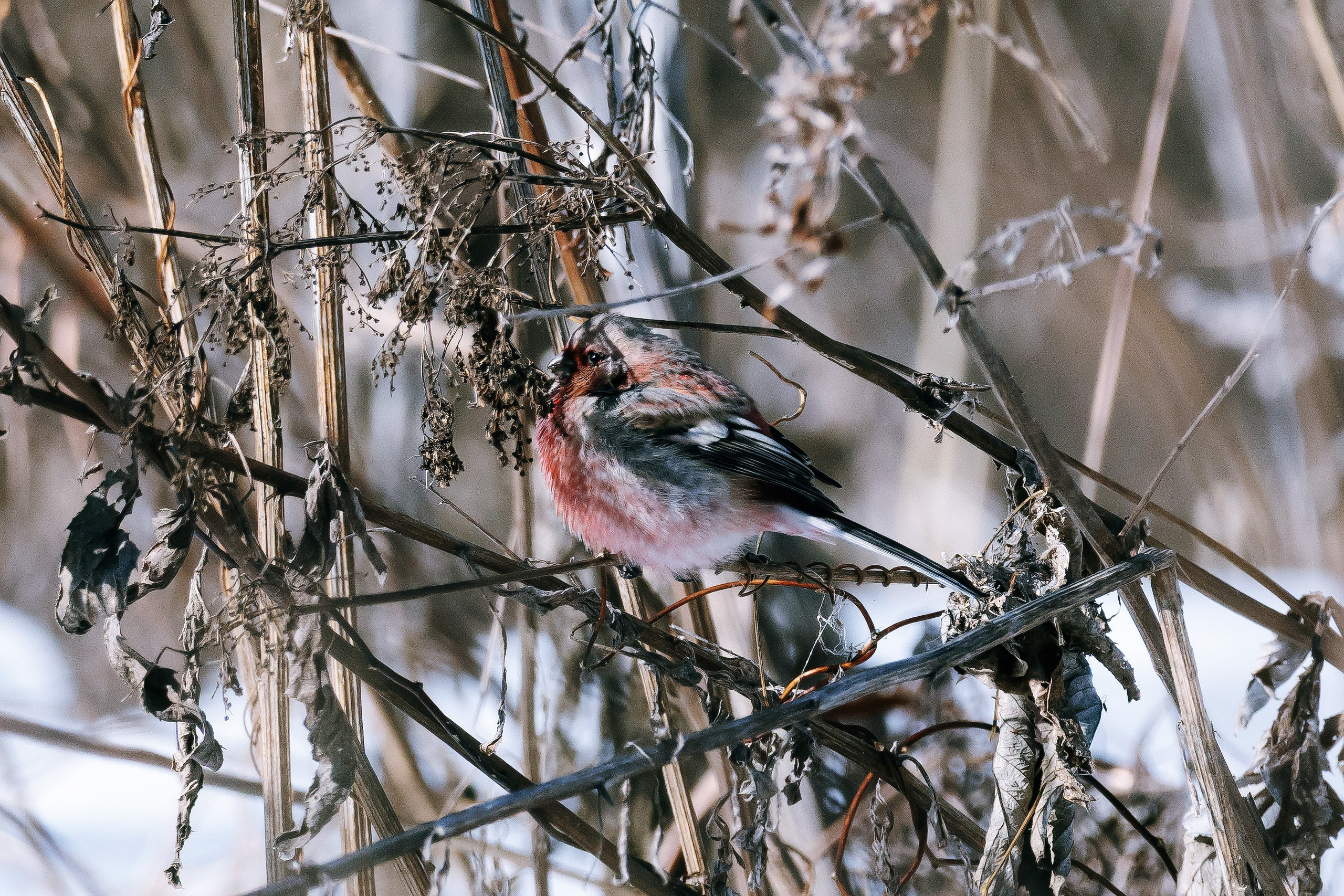 Урагус в лесу - фотография крупным планом