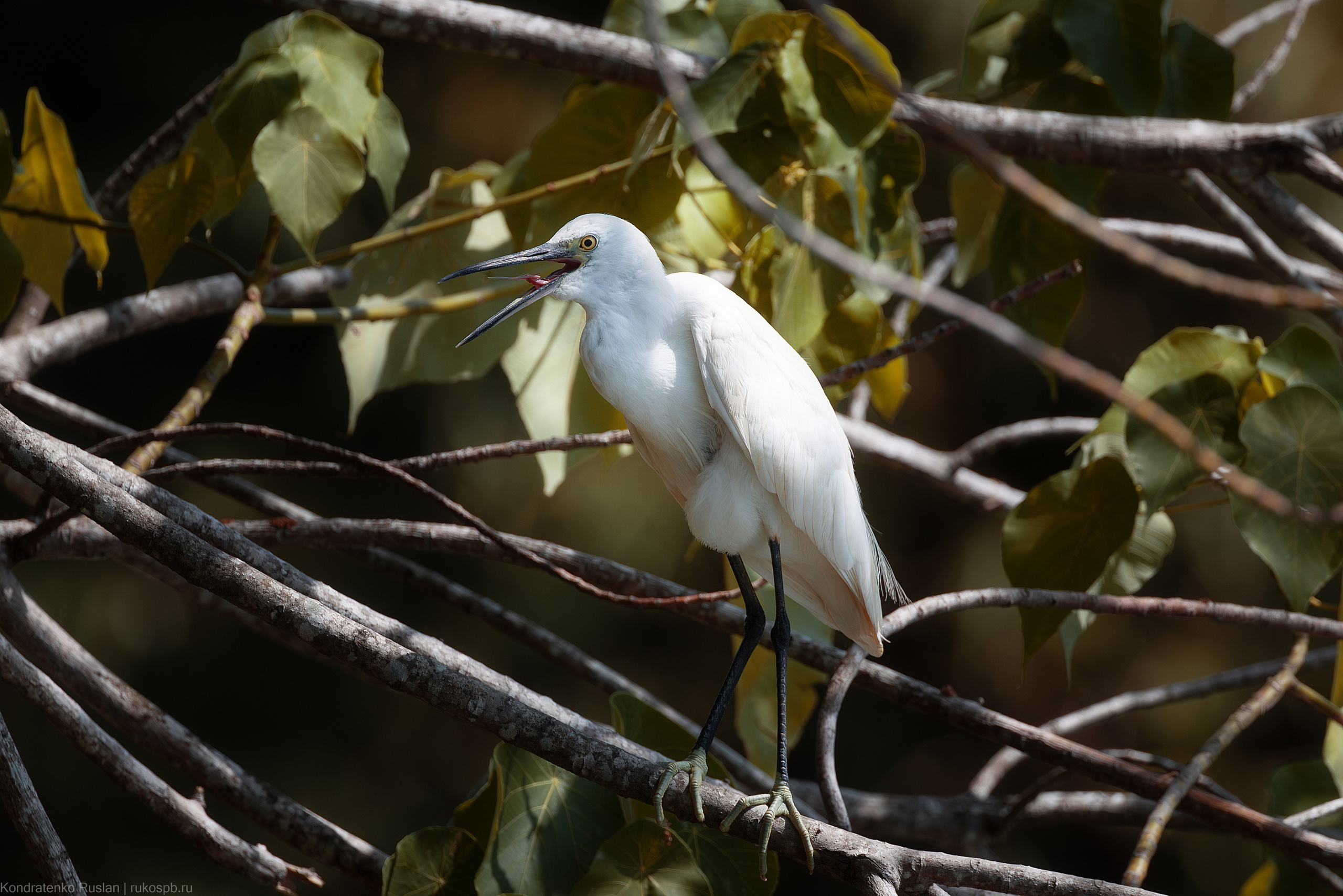 Малая белая цапля. Архитектурный и пейзажный фотограф Кондратенко Руслан, Санкт-Петербург