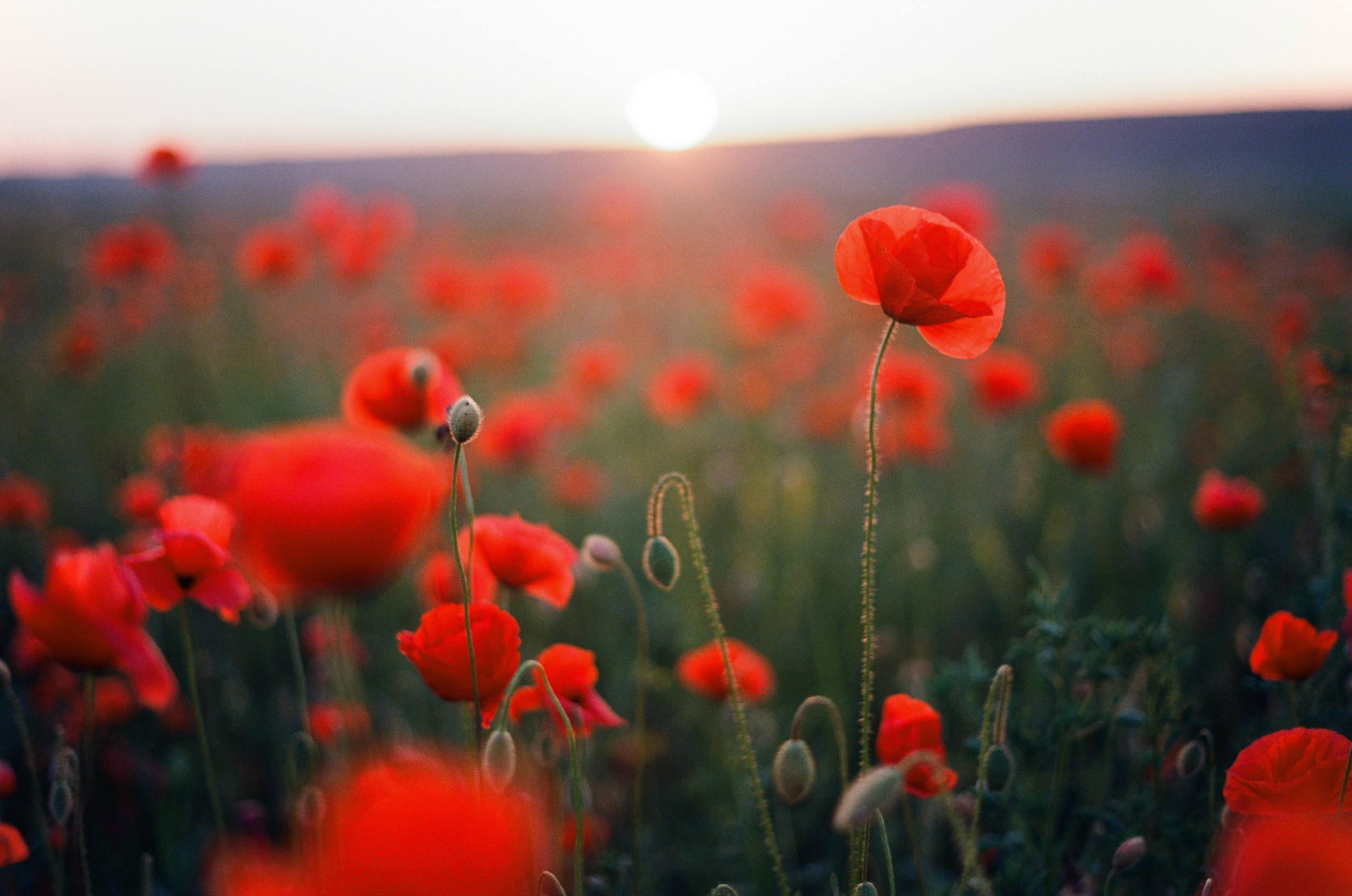 The drugs don't work // ukraine, crimea IV. EVER EXPOSED