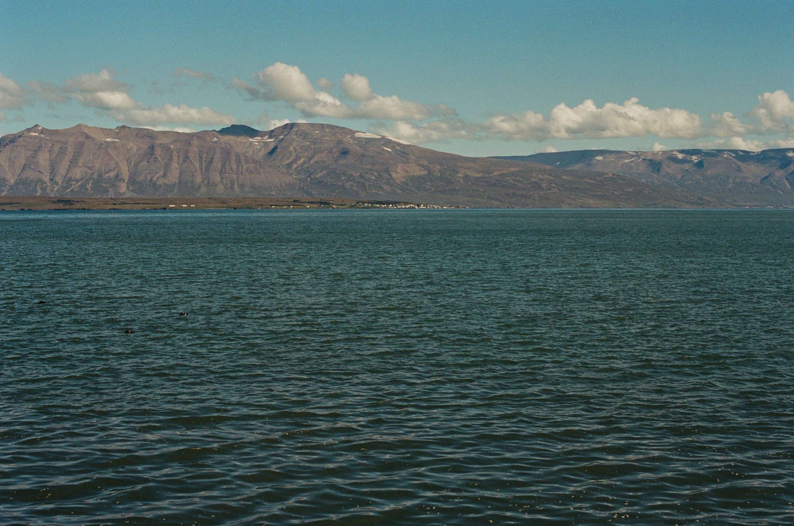 Vor i vaglaskogi // iceland, 82. EVER EXPOSED