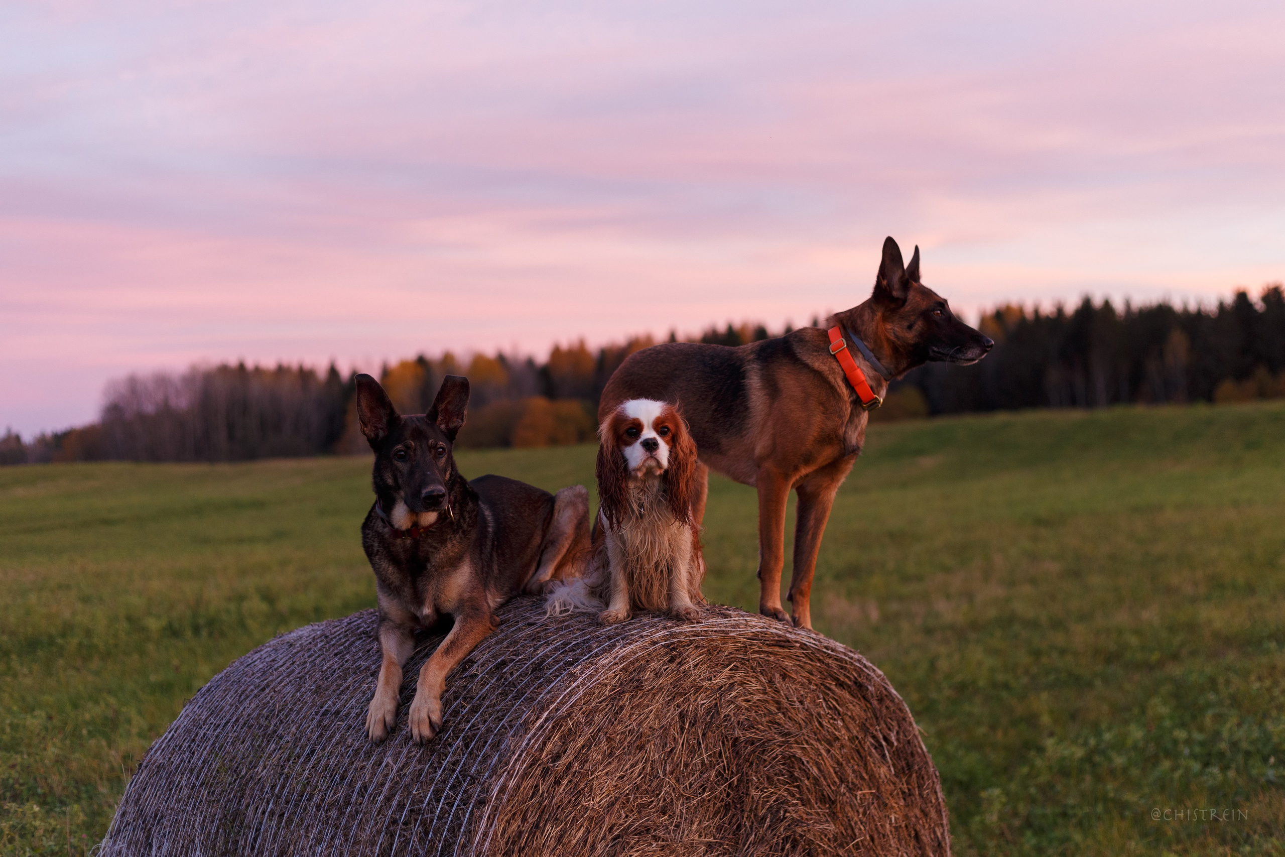 Октябрьский закат в полях. Алина и Лео. Фотограф-анималист Наталия Чистюхина в г. Сосновый Бор и ЛО