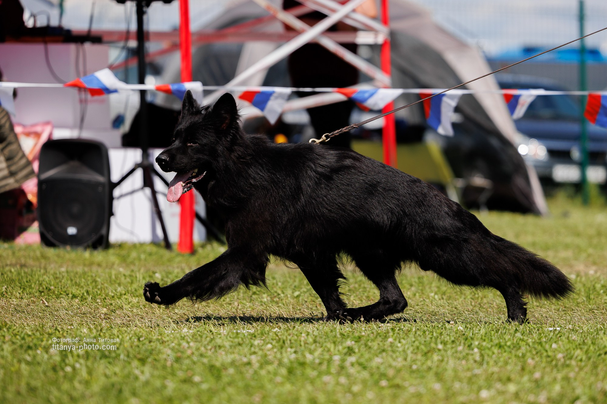 Немецкие овчарки: фото из рингов и вне ринга, мутпроба (фотографии с выставок). Фотограф собак, фотограф-анималист Аня Титова (Titanya). Москва