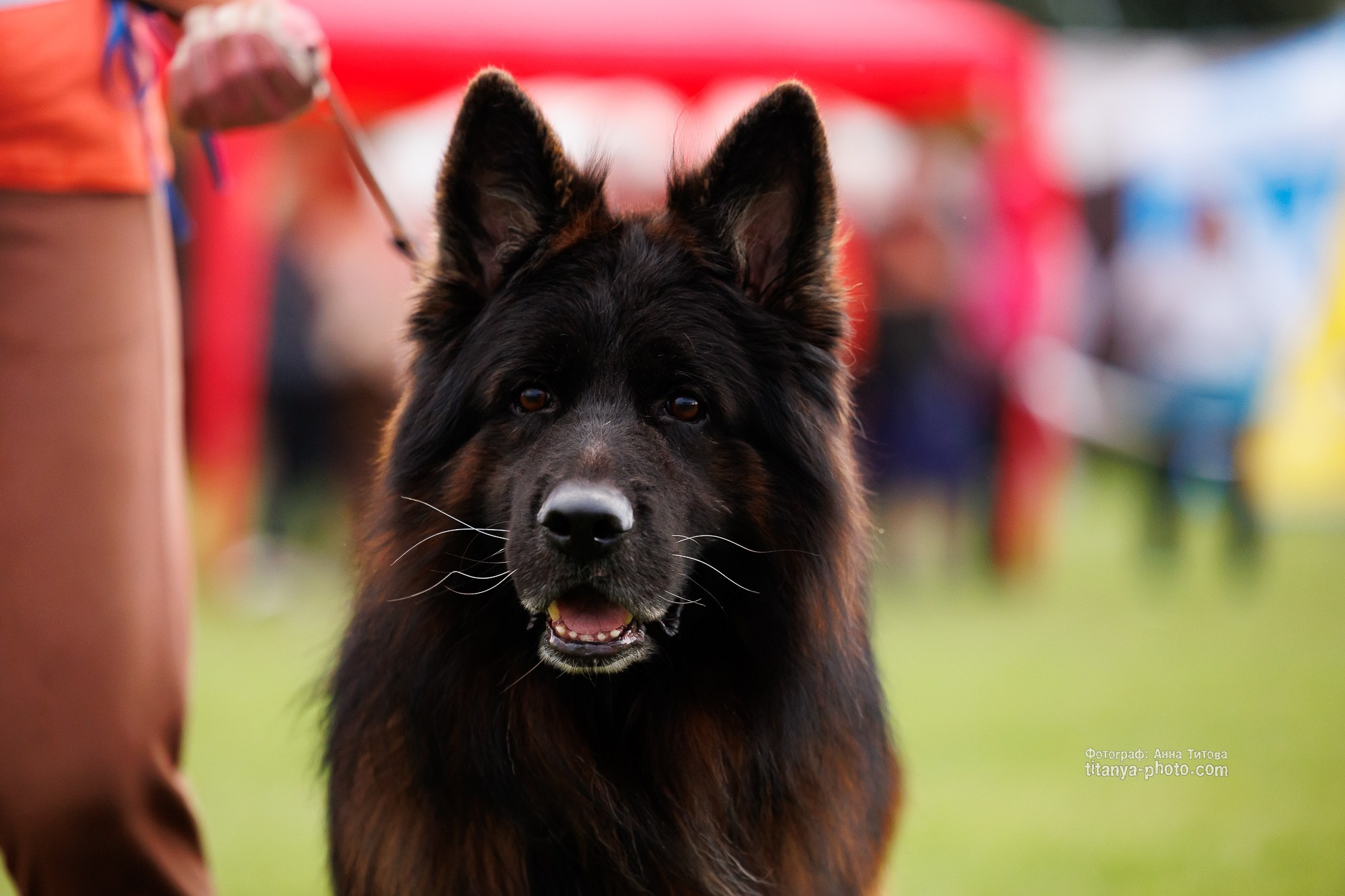 Немецкие овчарки: фото из рингов и вне ринга, мутпроба (фотографии с выставок). Фотограф собак, фотограф-анималист Аня Титова (Titanya). Москва