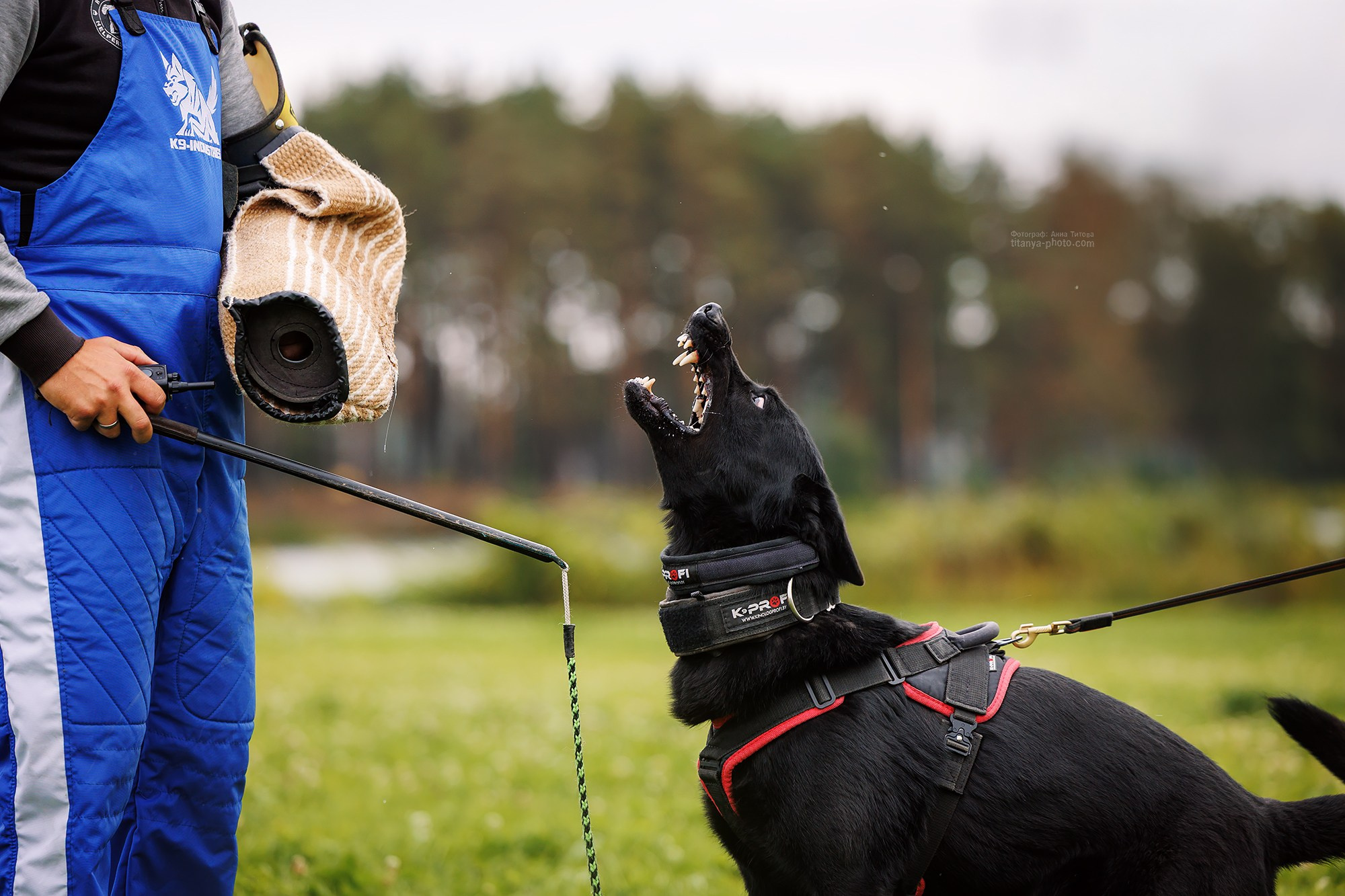 Тренировка по защите в питомнике немецких овчарок «Легенда Волги». Фотограф собак, фотограф-анималист Аня Титова (Titanya). Москва