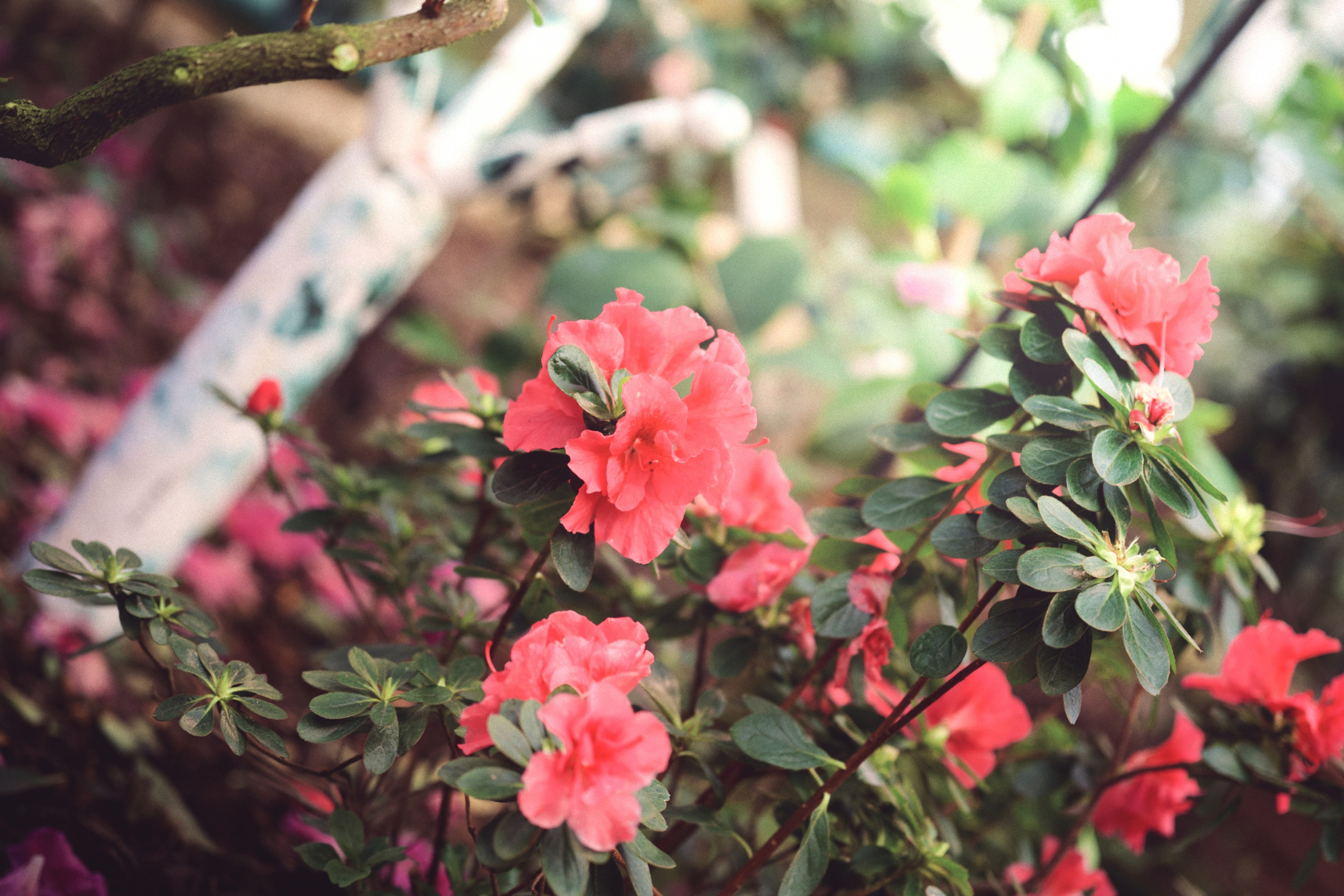 Аптекарский огород. Фотограф-любитель из Кирова Андрей Погребняк