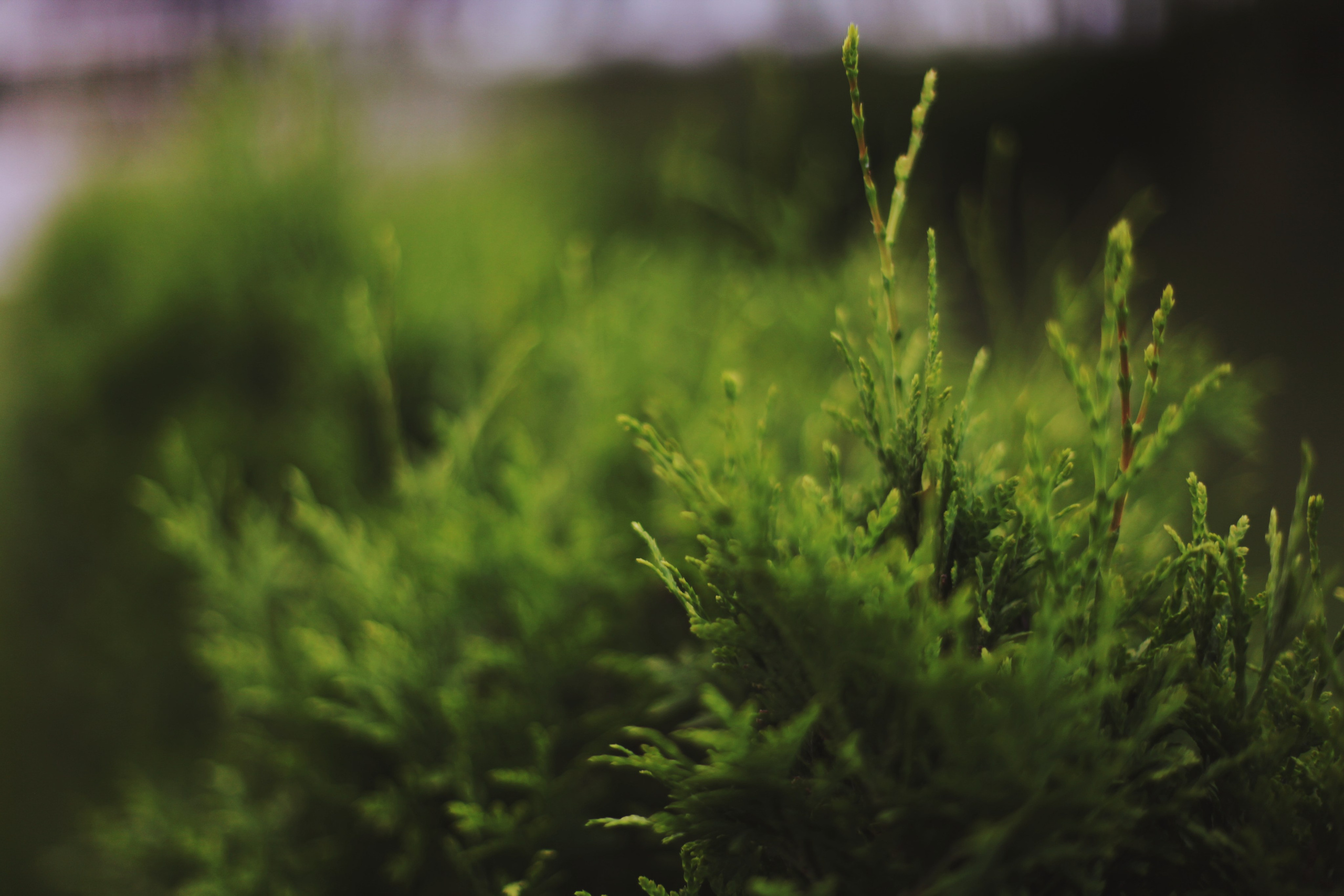 Болгария. Аня Степанова