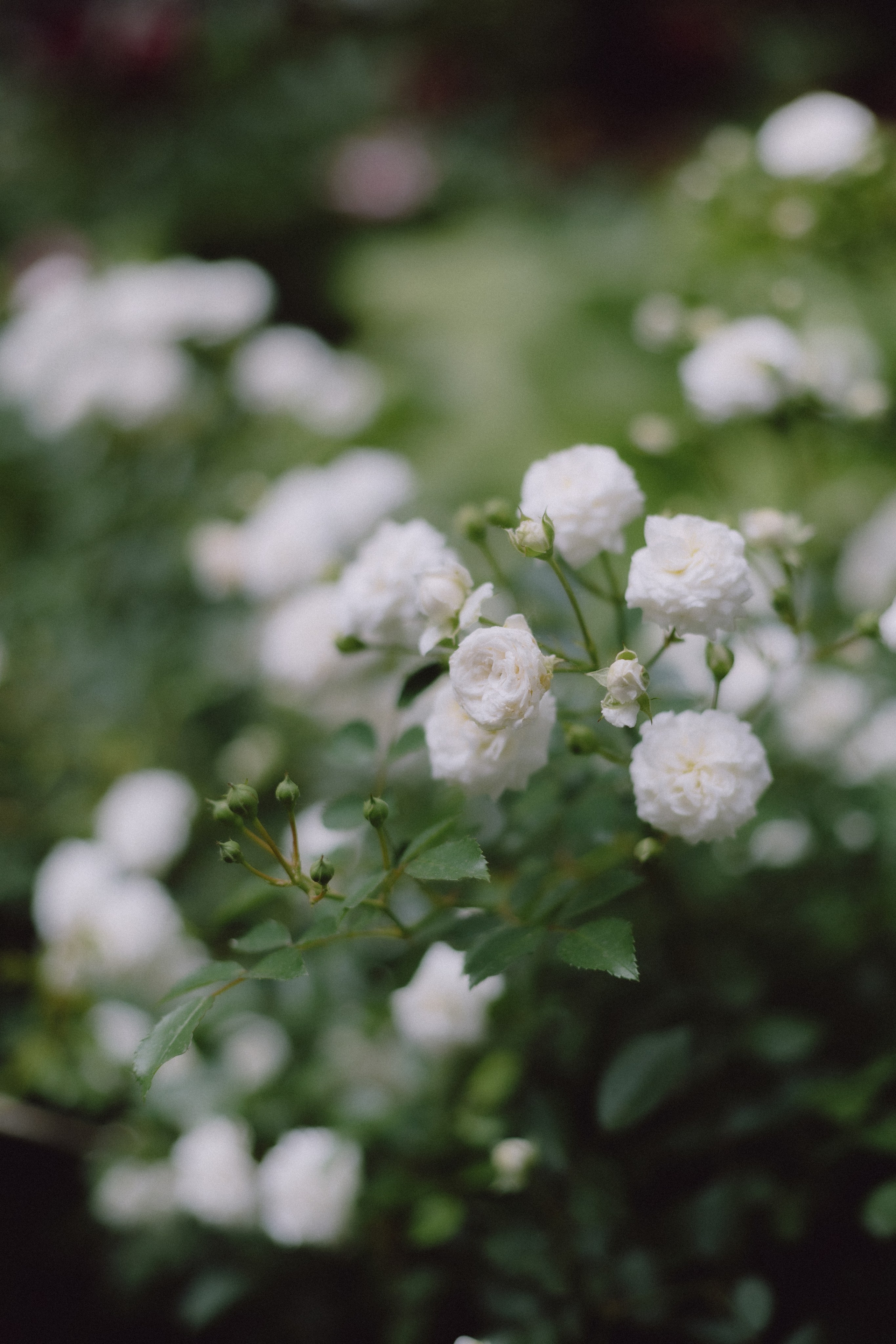 АЛИНА И ДИОН. Семейный и свадебный фотограф в Волгограде Наталья Орина