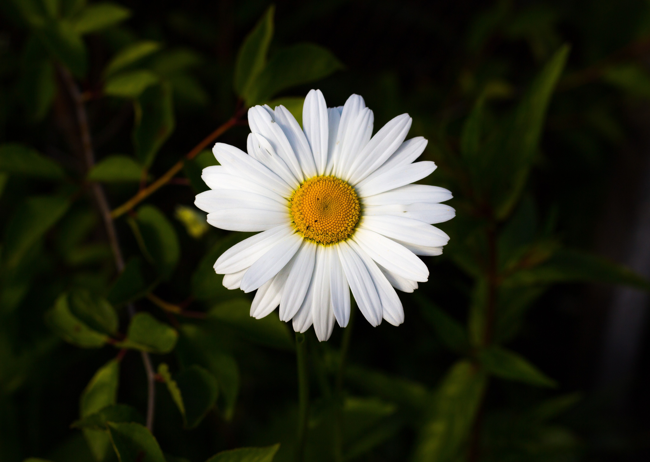 Природа. Polyframe