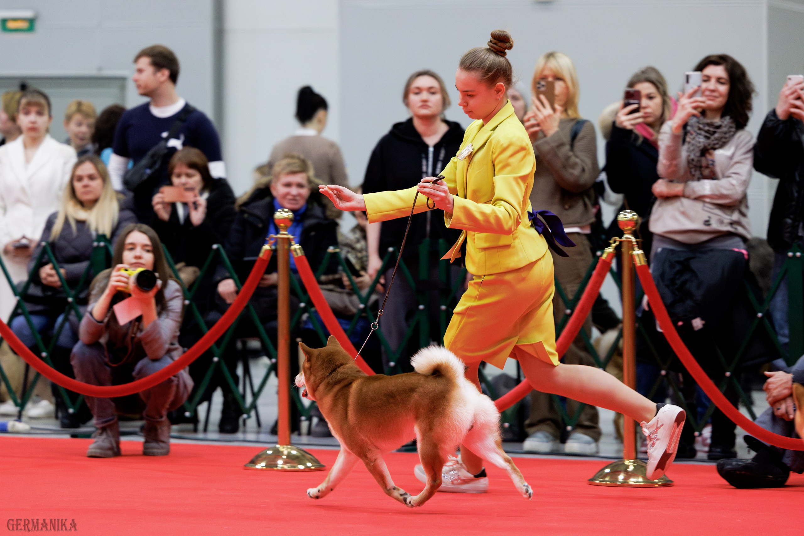 Лучшие Собаки России 17-18.02.2024. Фотограф-анималист Юлия Германика