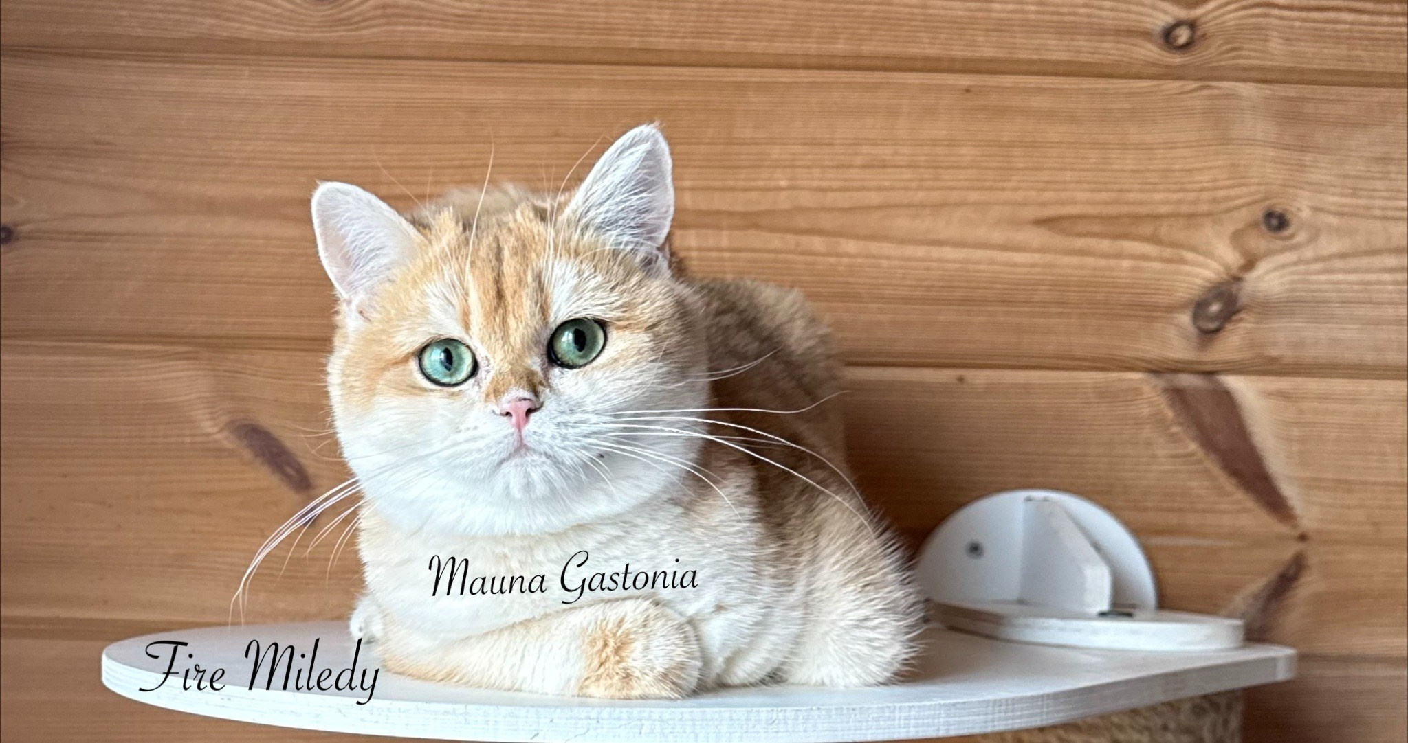 Fire Miledy. Mauna Gastonia