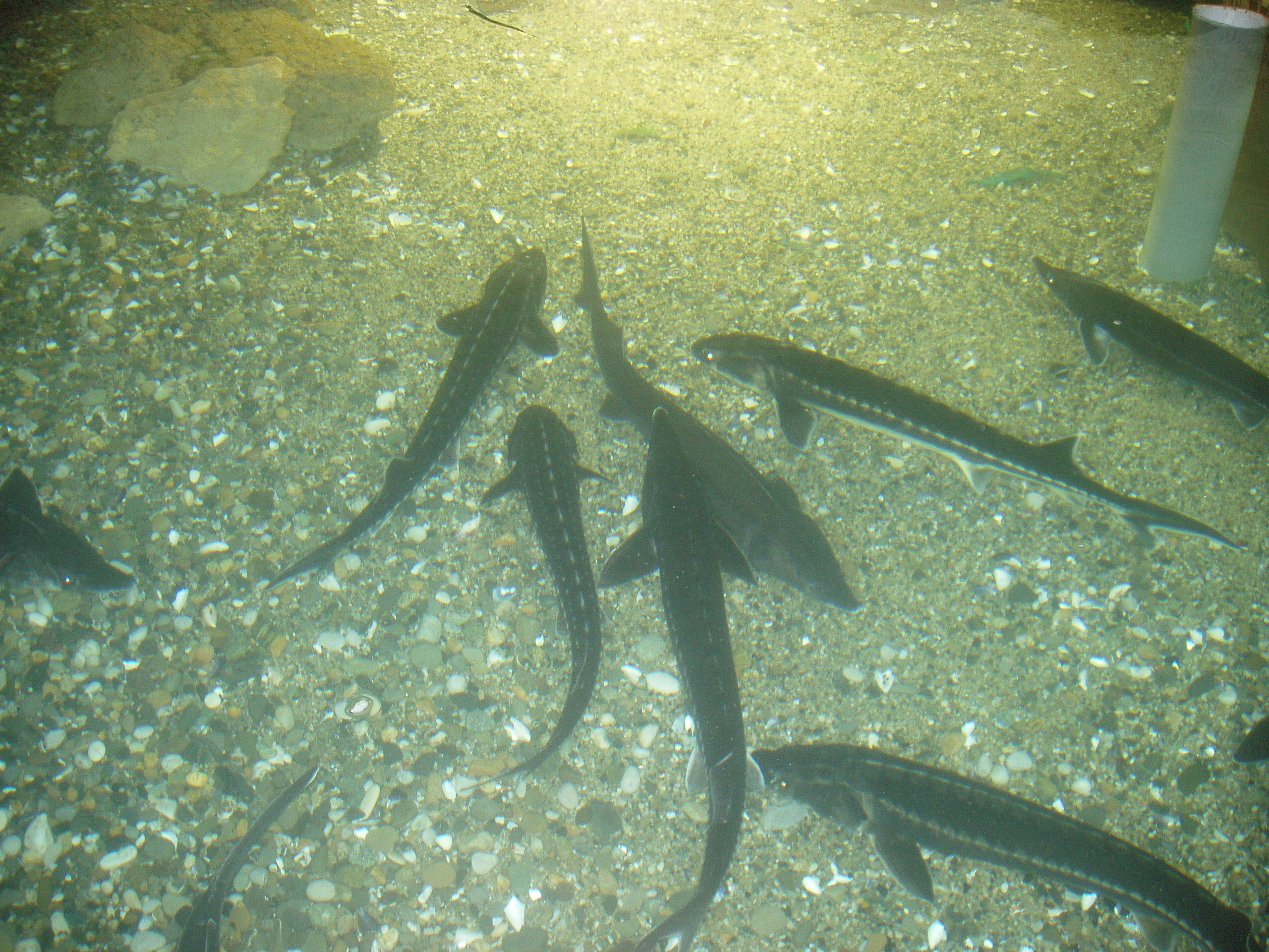 Отпуск 13.07-24.08. Семейный, Свадебный фотограф СПБ Питер— Романова Екатерина