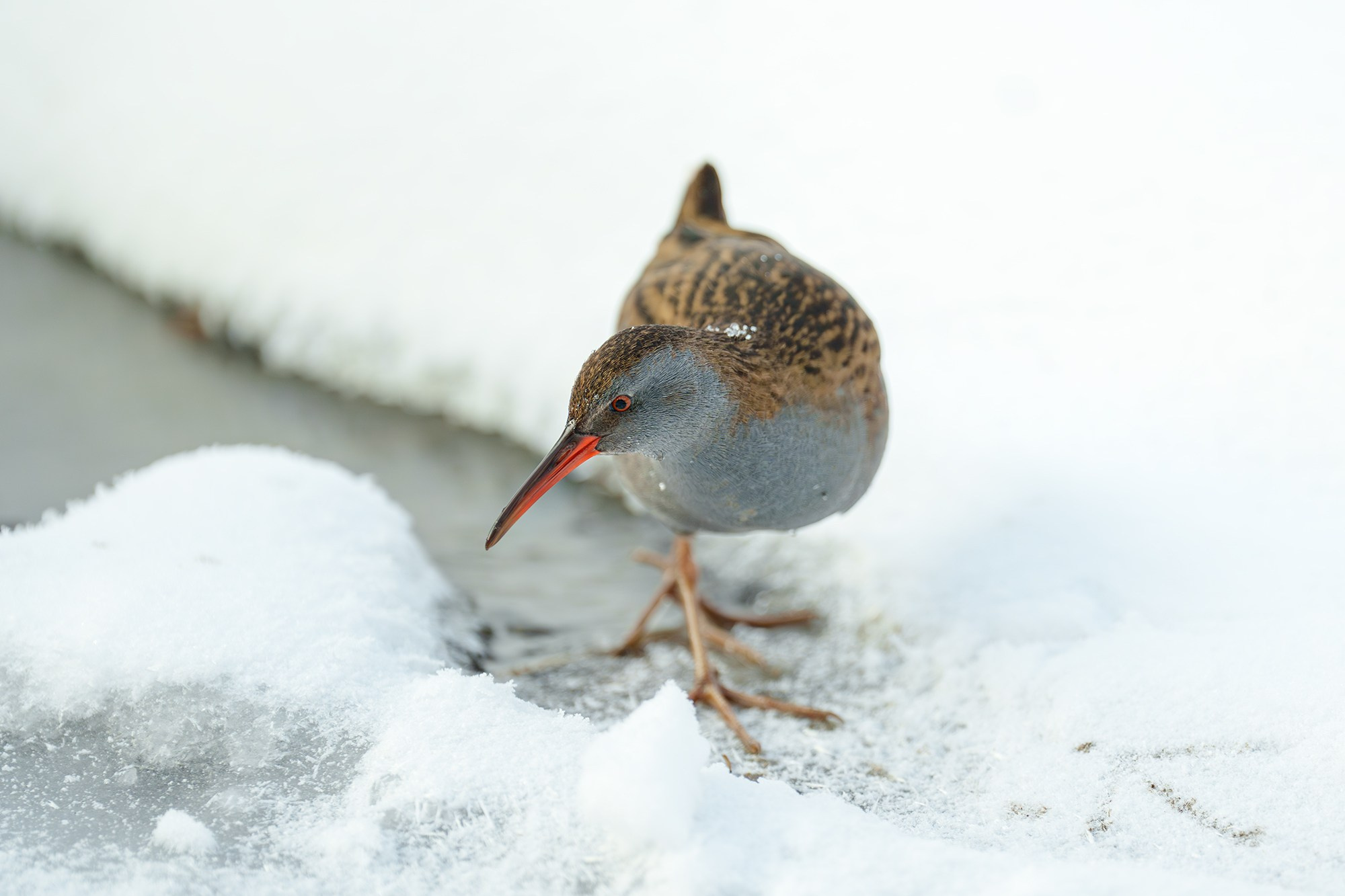 Удивительные мир птиц. Вокруг нас столько прекрасного — присмотритесь!. Ваш личный фотограф Марина Волкова