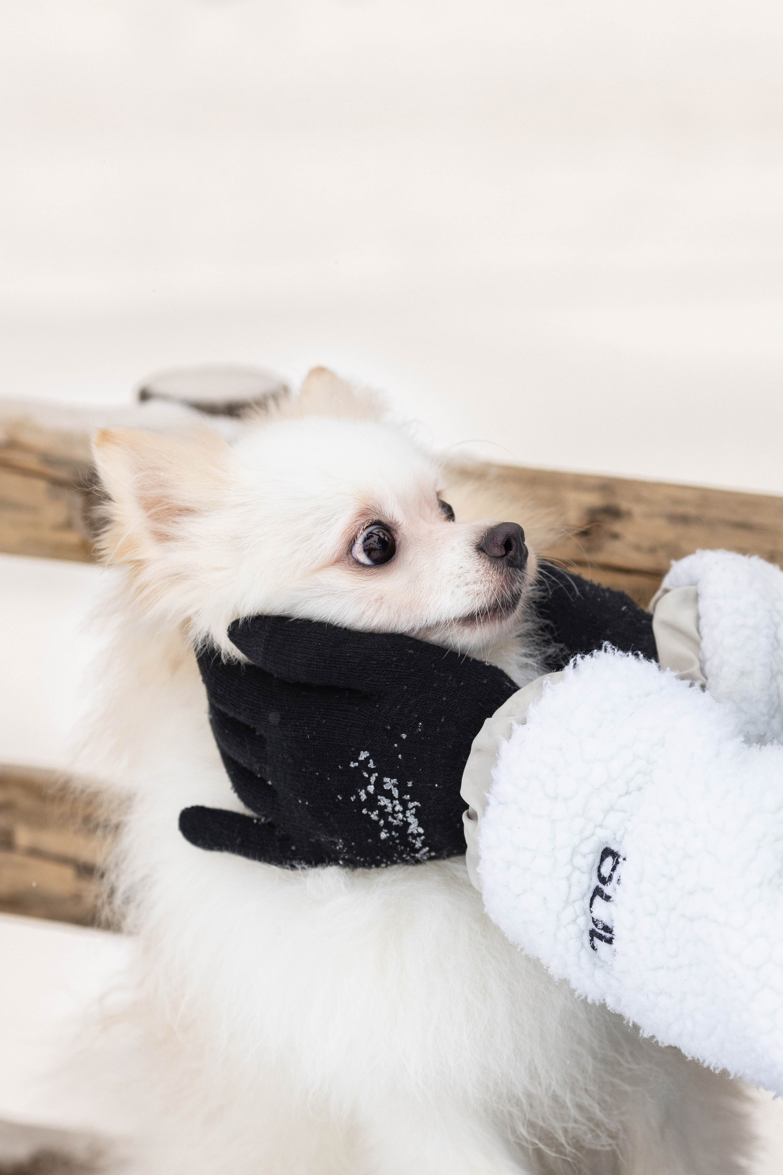 Элина и Чинк. Фотограф Анималист в Перми Анастасия Остерман
