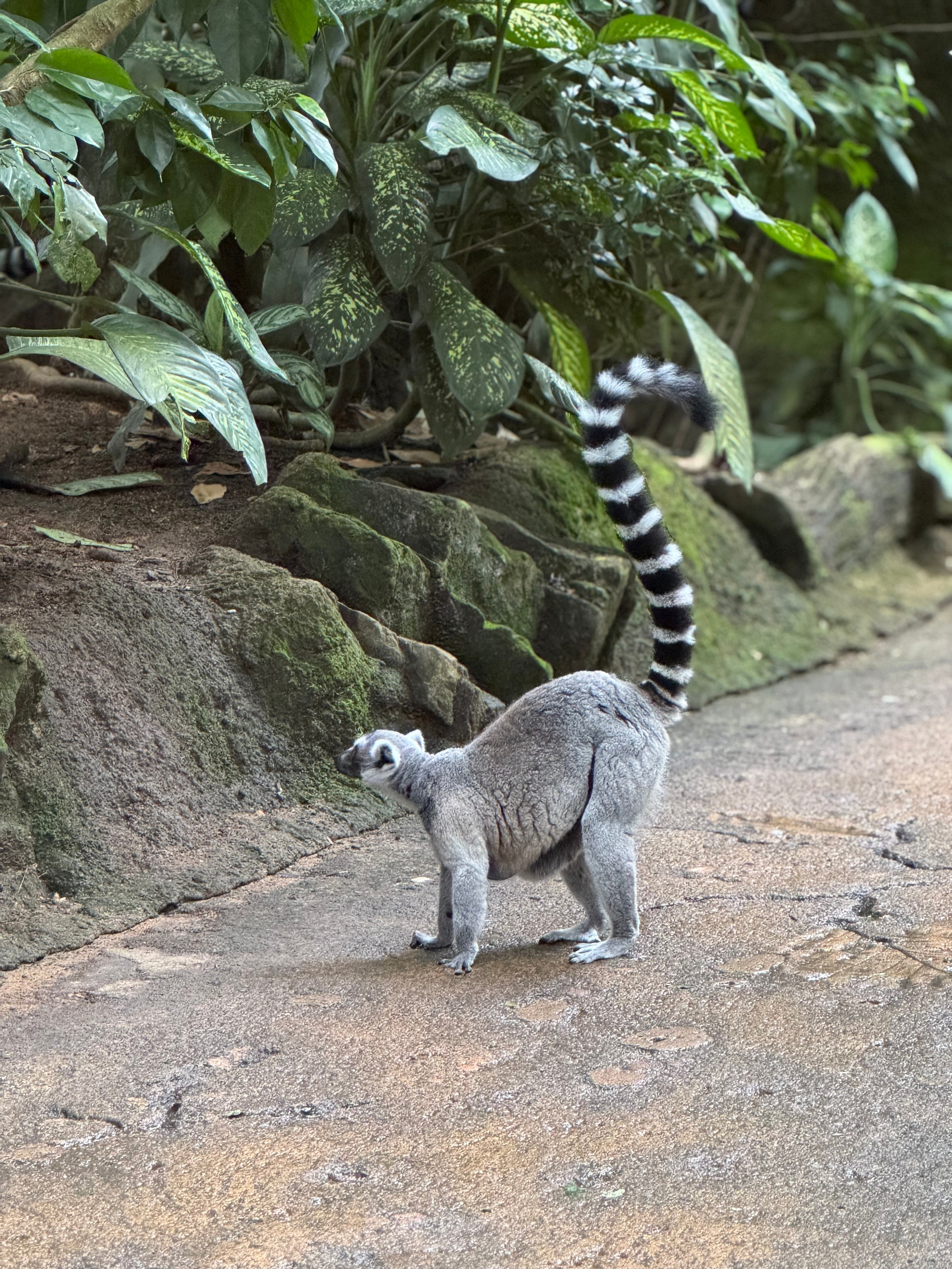 Сингапур 2025. А вот и да!