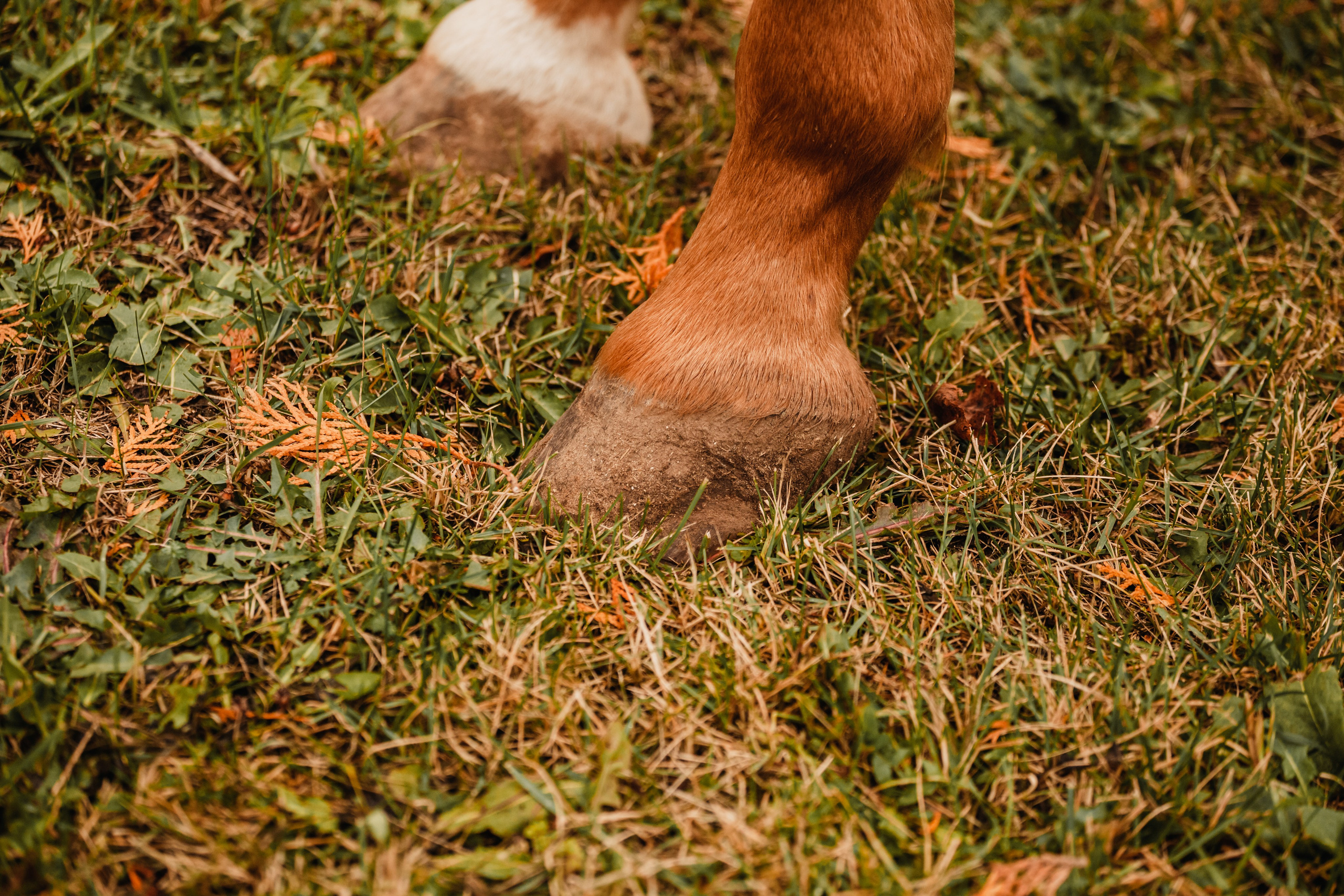 Лена и Рэджи. Фотограф-анималист Татьяна Степанова