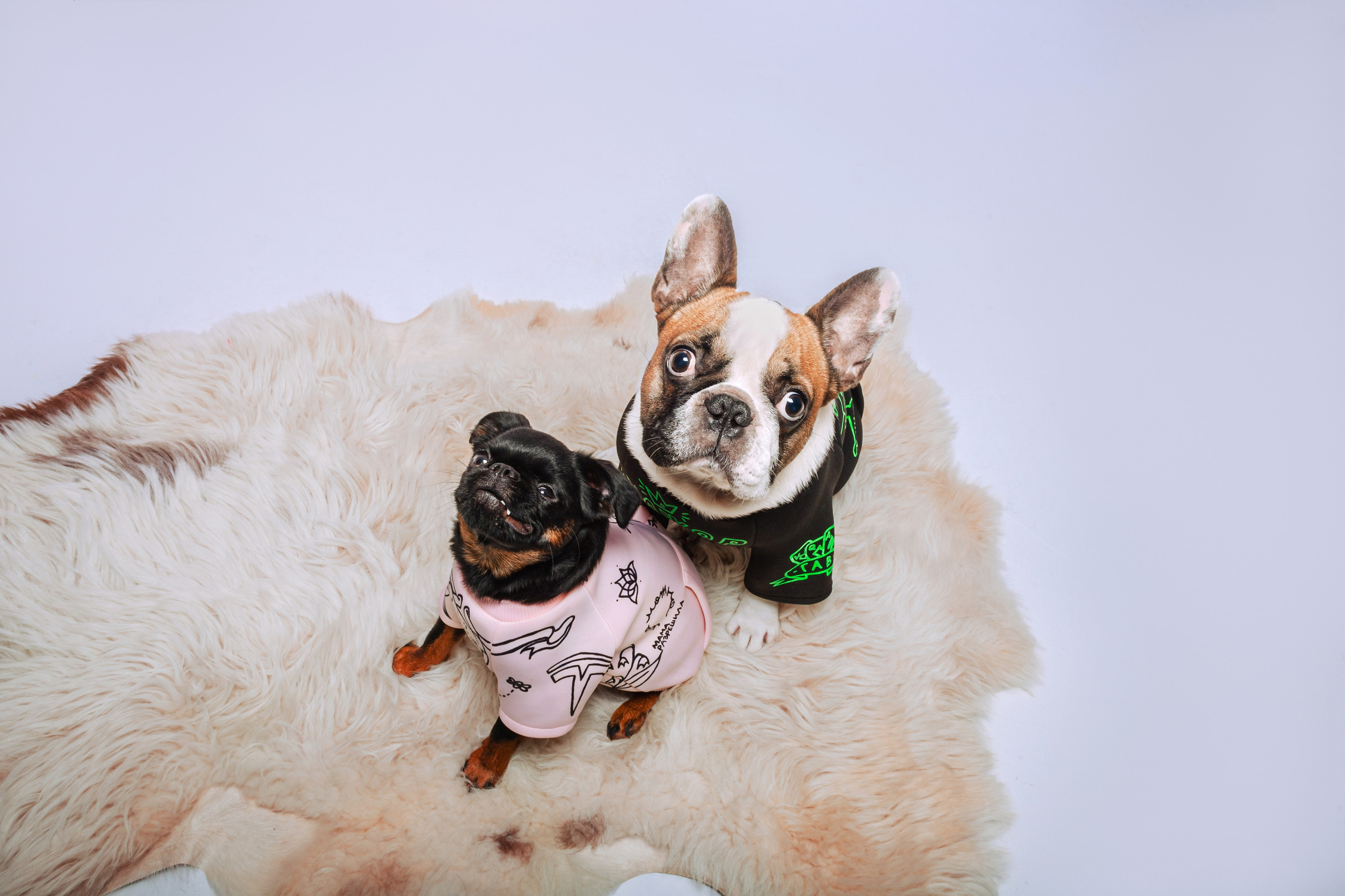 Студийная фотосессия с цветным светом. Фотограф-анималист Татьяна Степанова