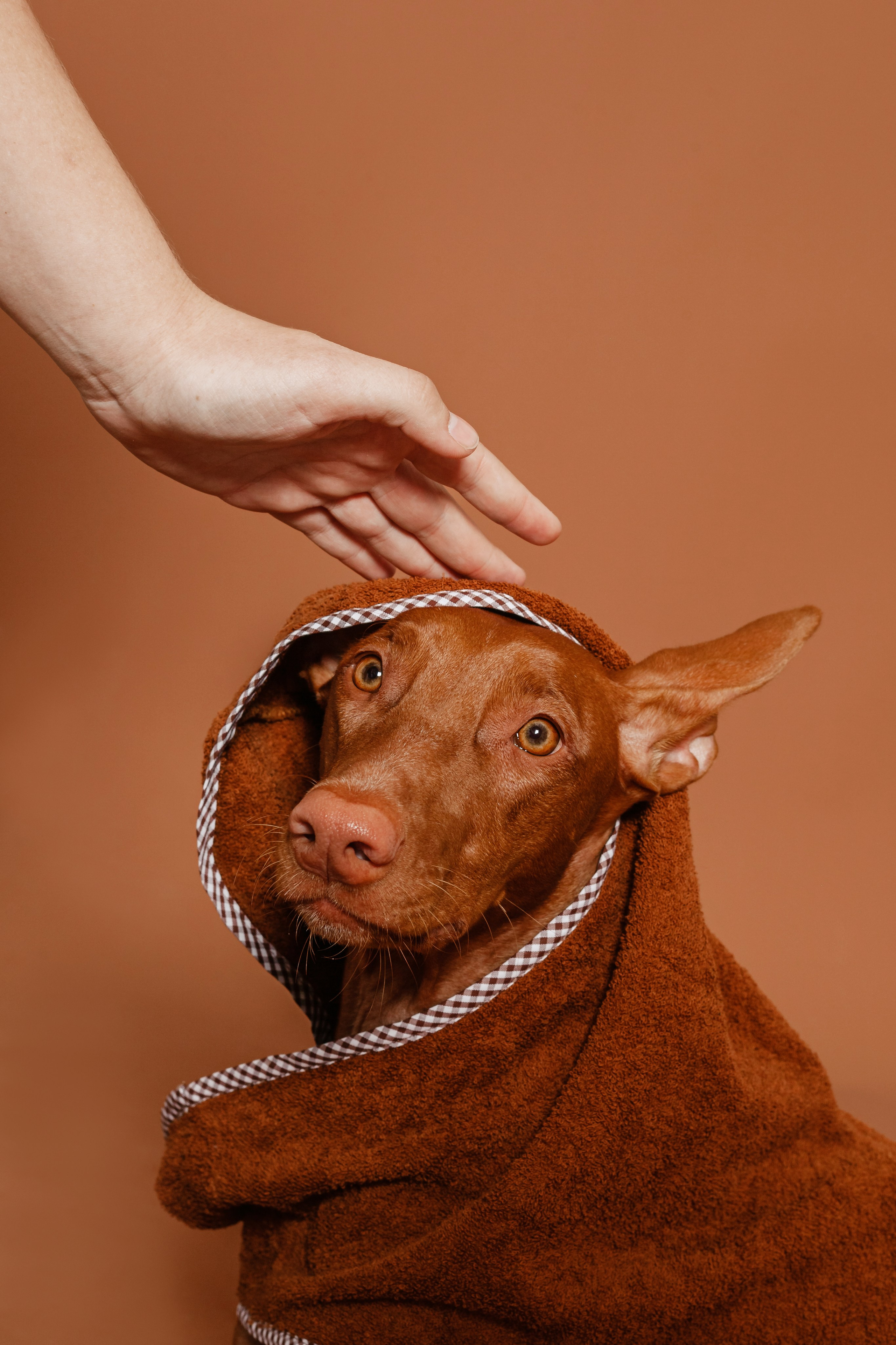 Съемка для бренда TEDDYBOY. Фотограф-анималист Татьяна Степанова