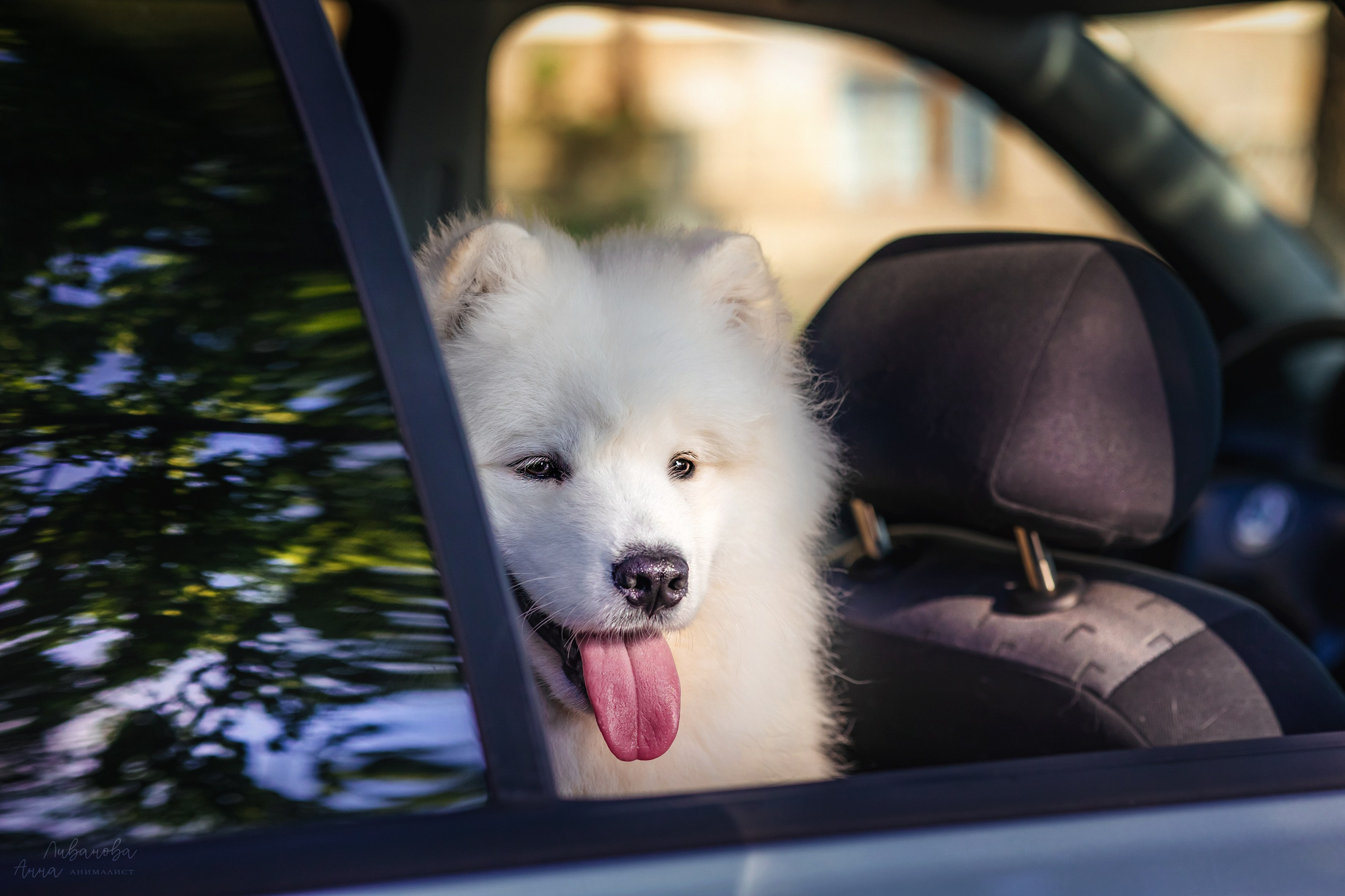 Наташа и Кимми. Фотограф анималист Аня Ливанова | Рыбинск