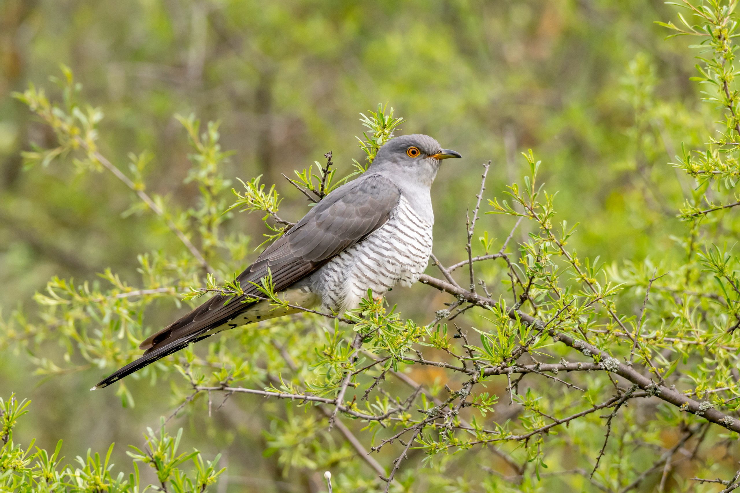 Пейзажный фотограф, Фотографии дикой природы. Foto-Zuev фотография как искусство