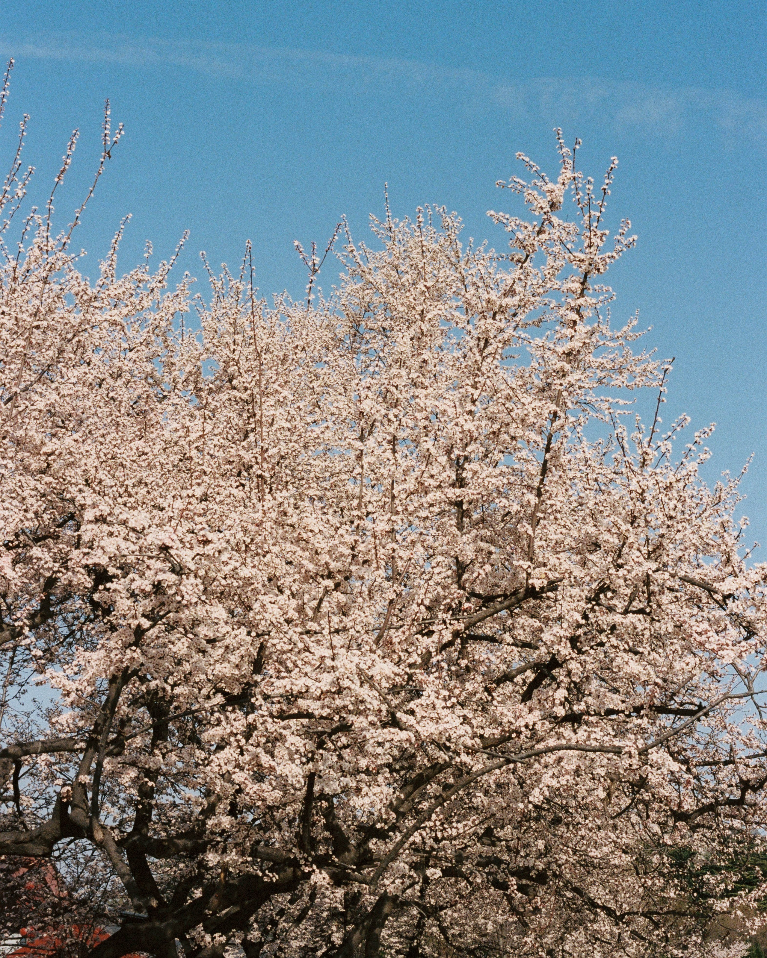 China. Kirill Shashkov