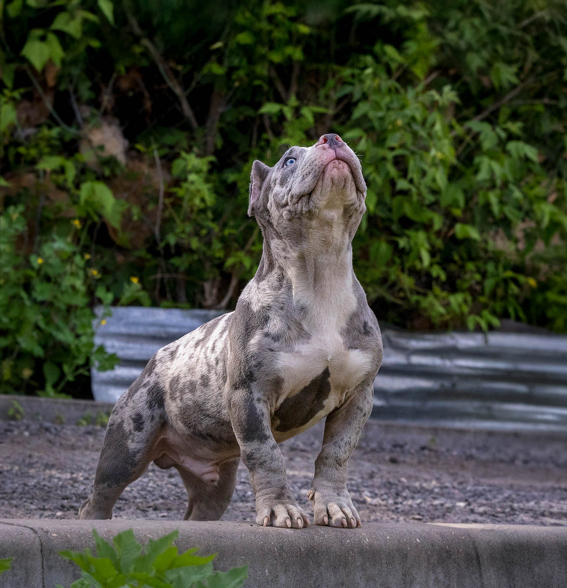 Щенки Тэя. Виктория Михайловская. Фотограф-анималист. Москва