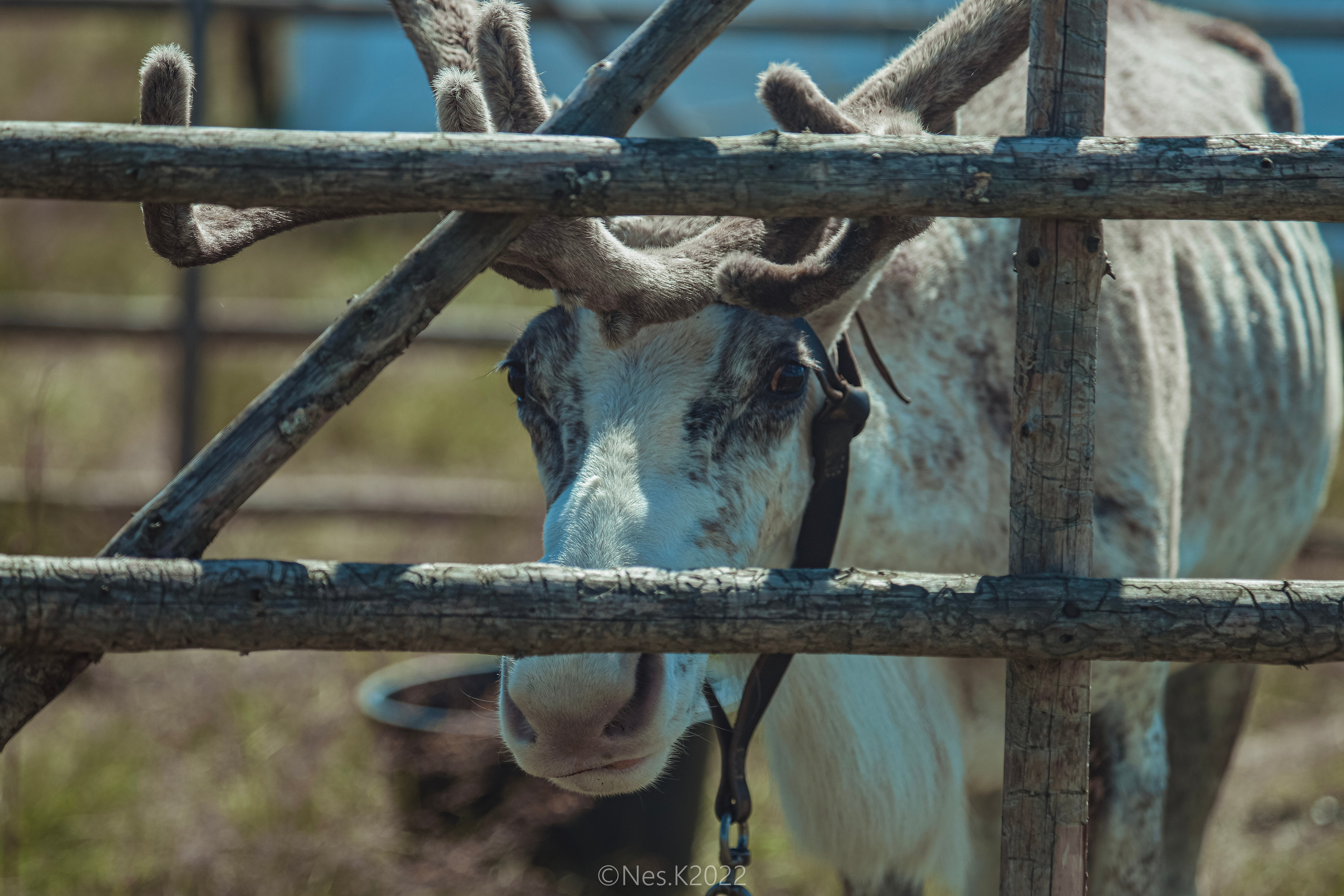 Атмосфера, люди и участники фестиваля. Профессиональный фотограф в Москве и МО
