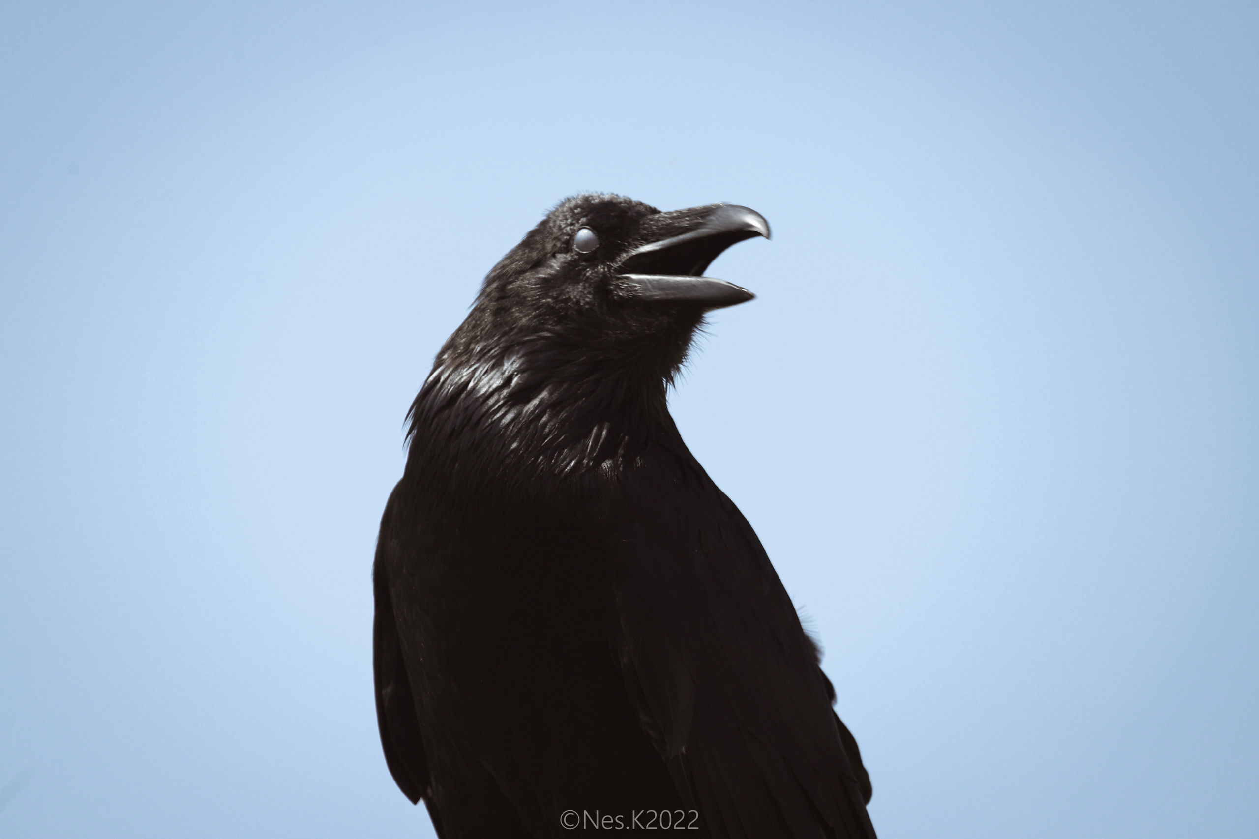 Атмосфера, люди и участники фестиваля. Профессиональный фотограф в Москве и МО