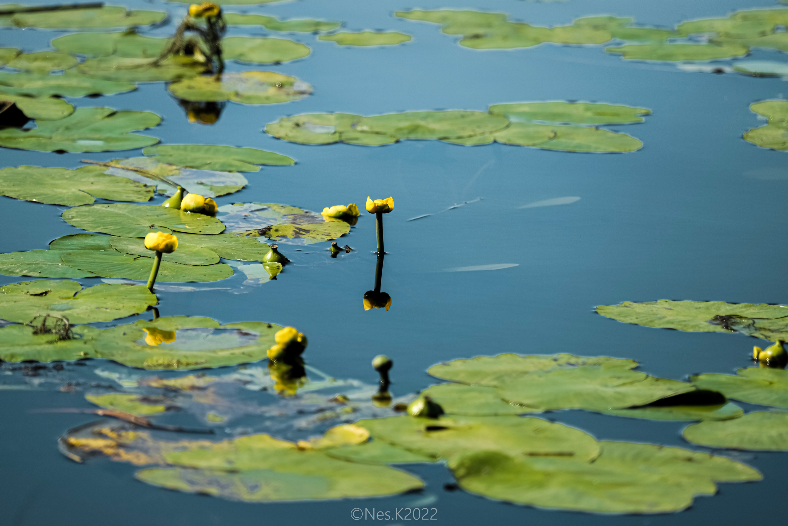 Высадки ладьи. Профессиональный фотограф в Москве и МО