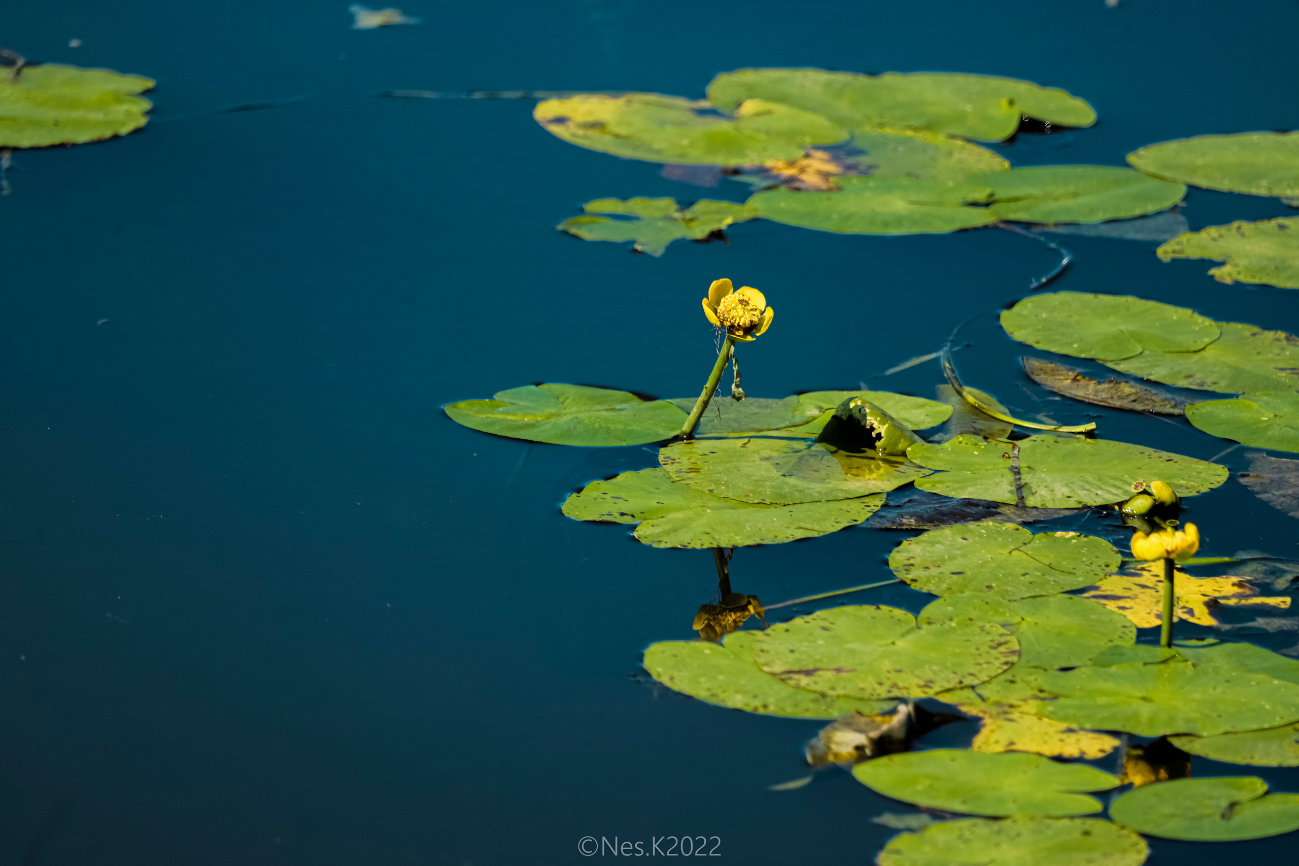 Высадки ладьи. Профессиональный фотограф в Москве и МО