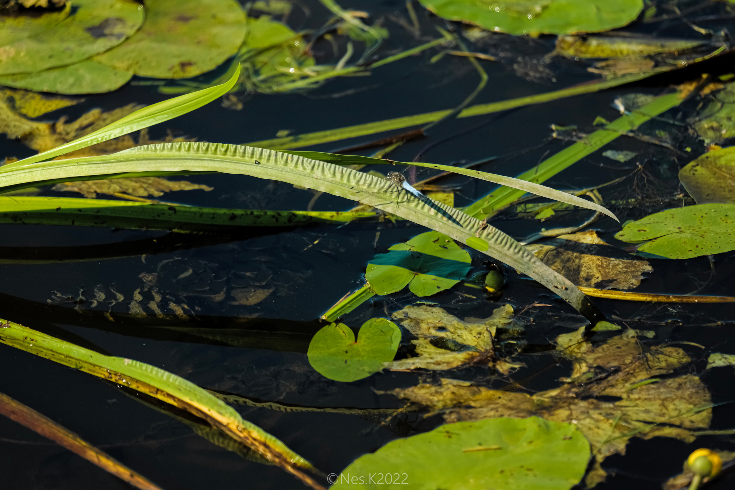 Высадки ладьи. Профессиональный фотограф в Москве и МО