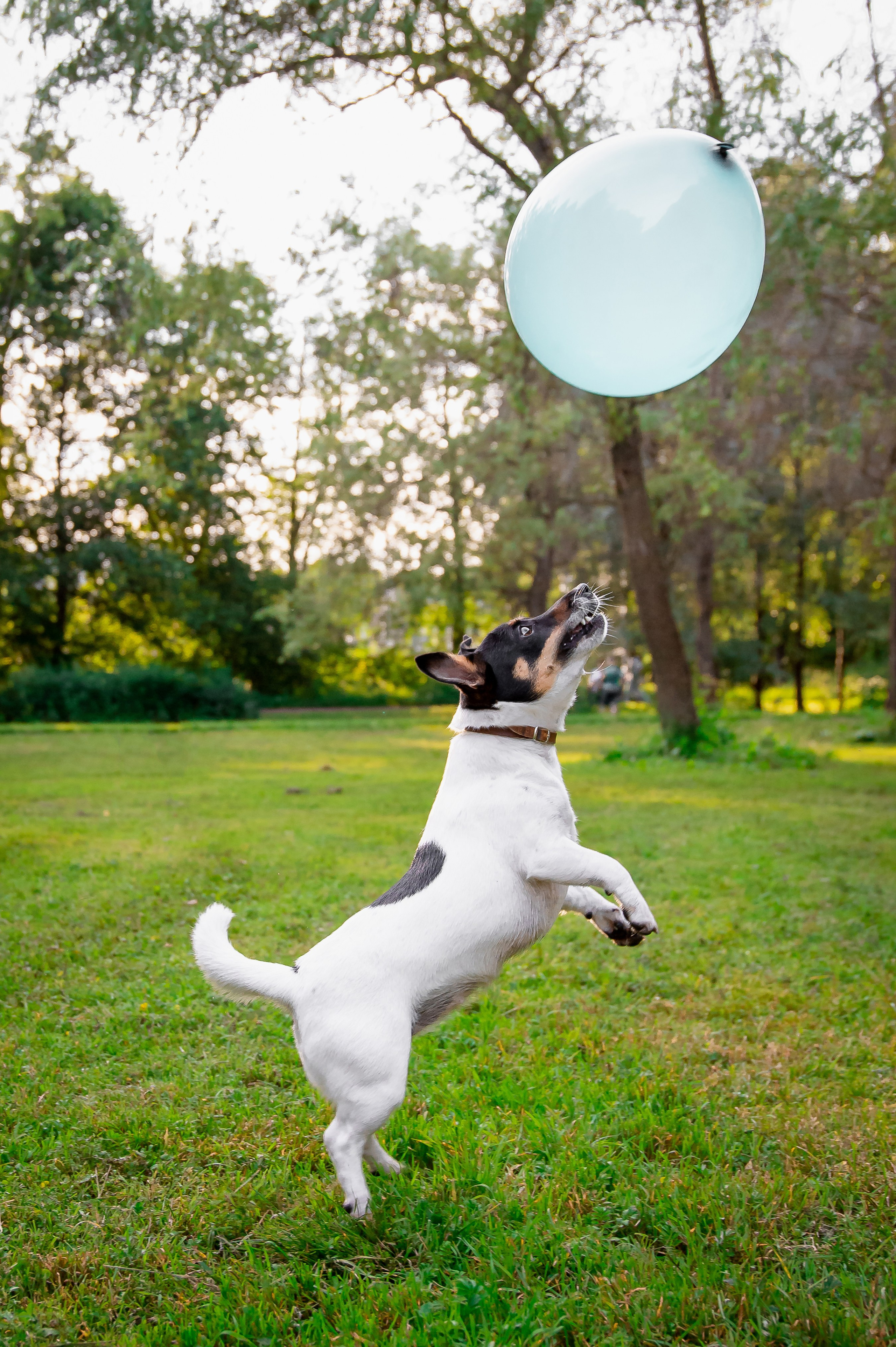 Собаки. Фотограф-анималист в Санкт-Петербурге Анастасия Иванова