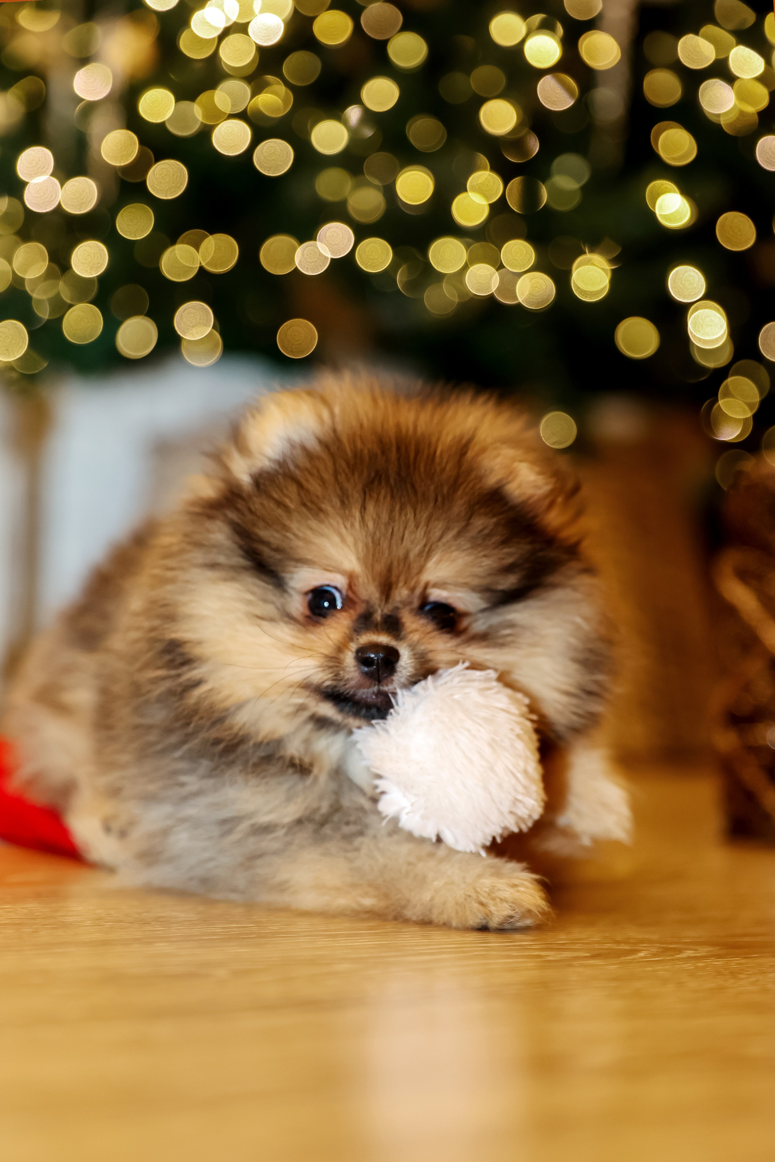 Съемка щенков шпица. Фотограф — Татьяна Кириллова, г. Санкт-Петербург