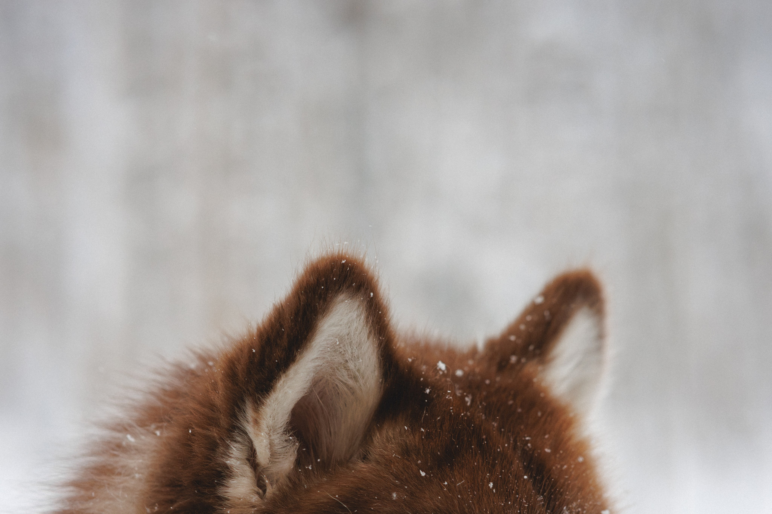 Полина и Миша. Фотограф в Санкт-Петербурге Алёна Губинская