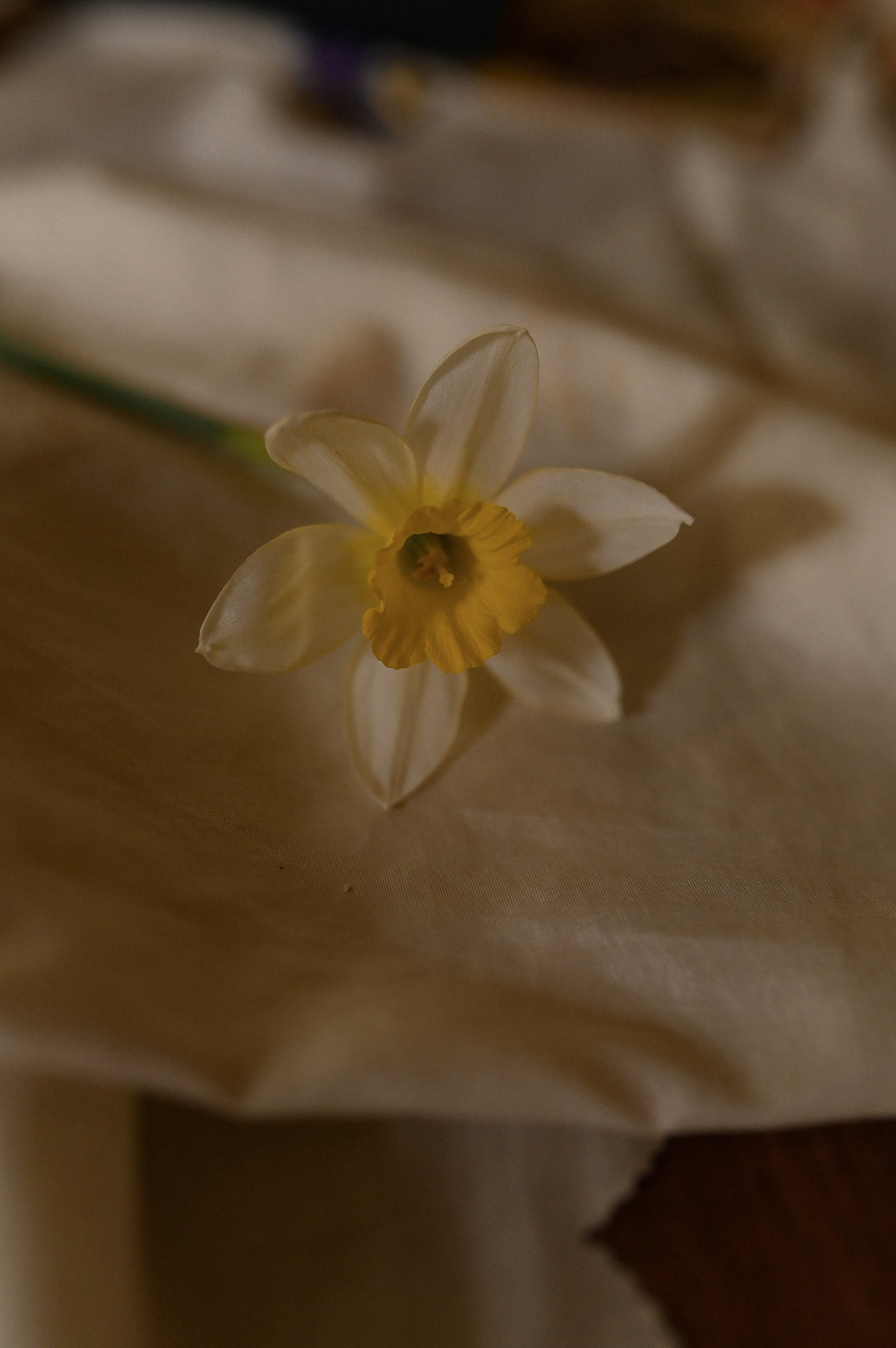 Алина. Твой личный проводник к красивым фотографиям в Старом Осколе