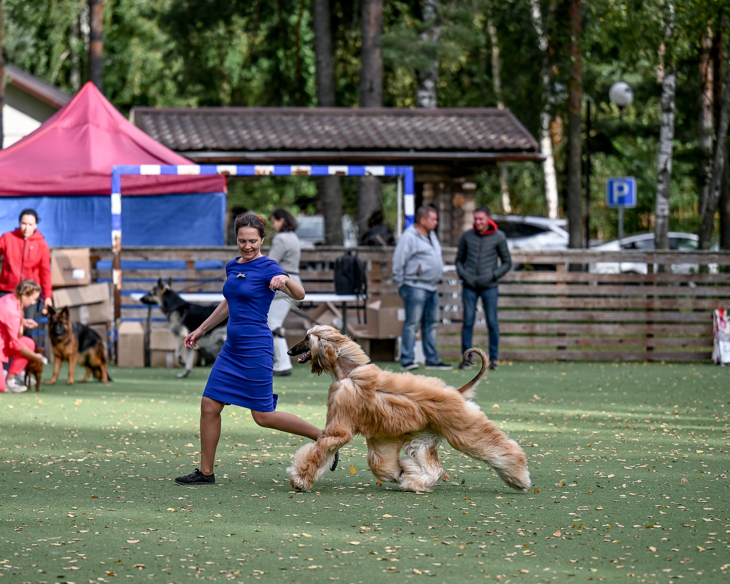 24.08.2025 Региональная выставка КОО и Республиканская выставка РКЛС. Галерея фотографий афганской борзой