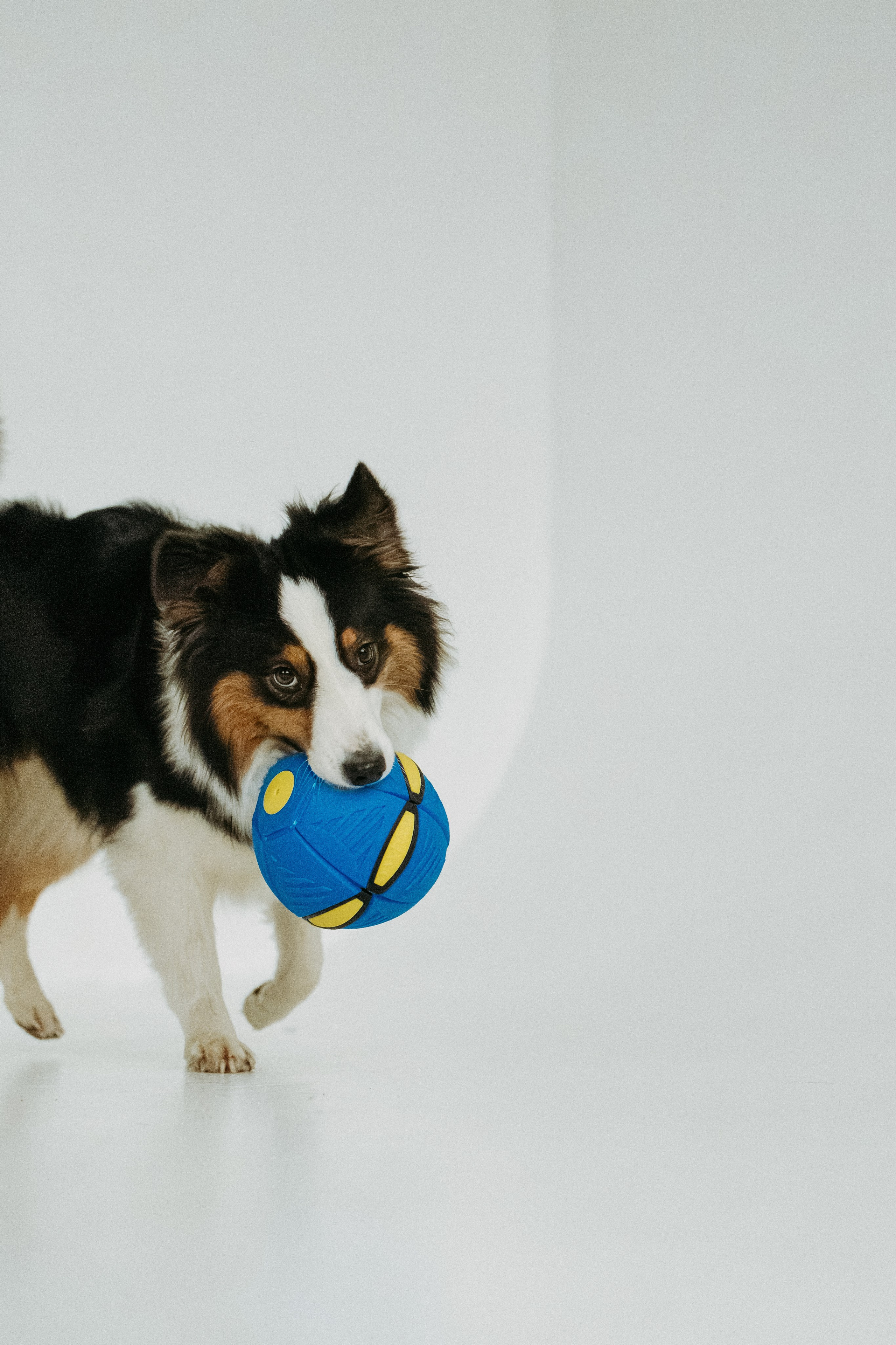 Мячи-попрыгуны. Фотораф — анималист Мария Шистка