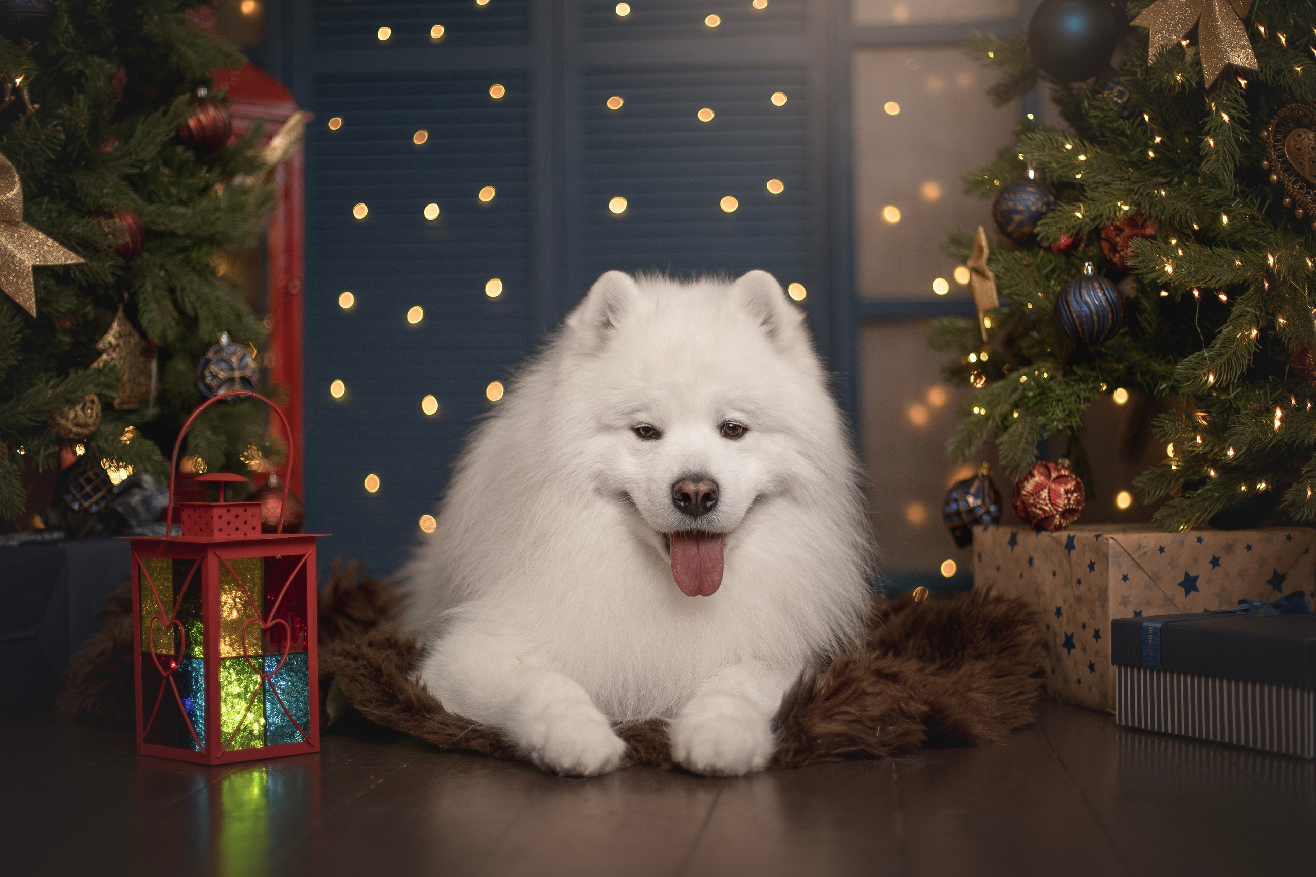 Пушистые самоедские драконы в студии. Фотограф анималист в Москве Майорова Евгения