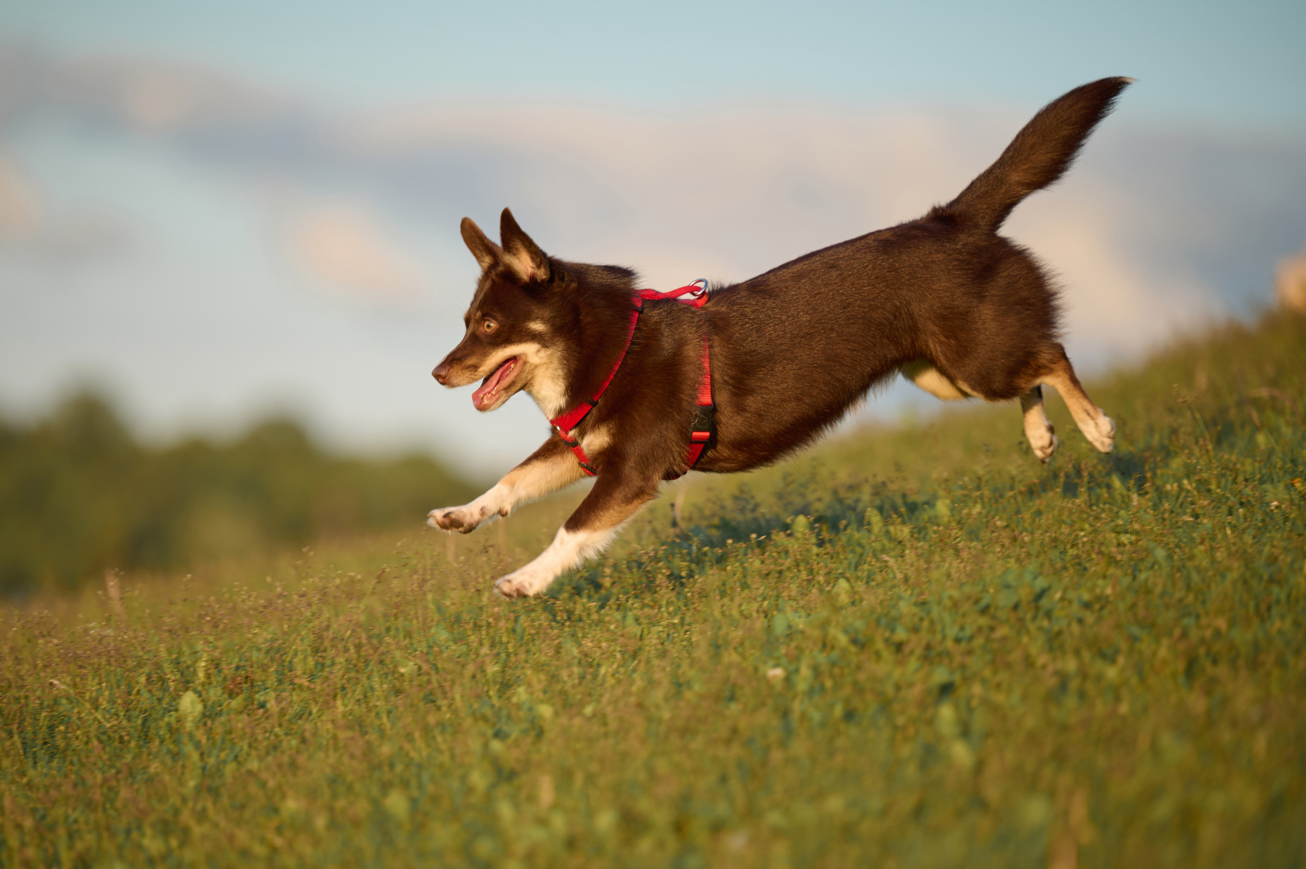 Ренита и Егор с Фокси и Пени. Фотограф анималист в Казани Алина Сулейманова. Фотограф животных